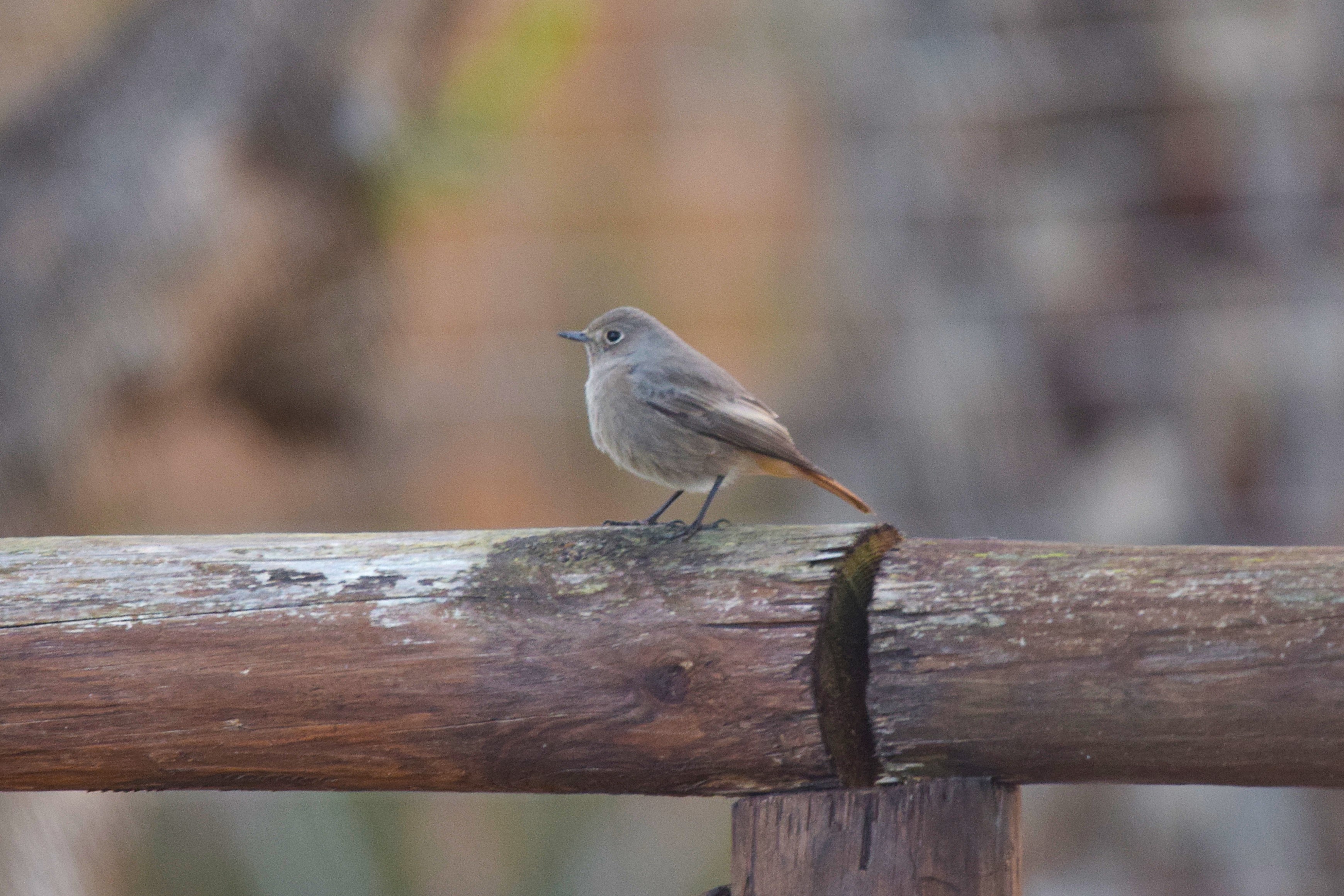 Black Redstarts are incredibly common in Alicante.