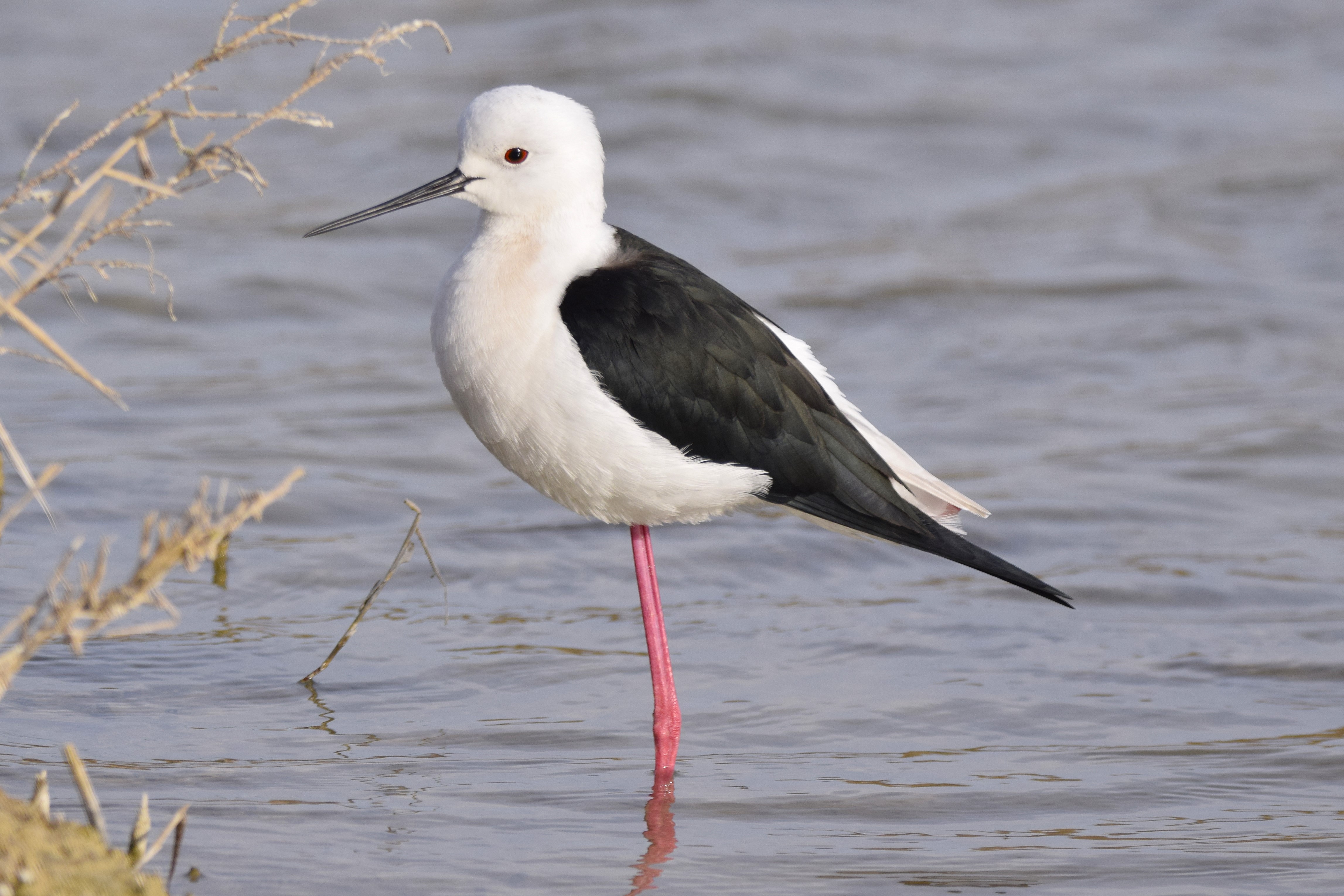 A Black-Winged Stilt.