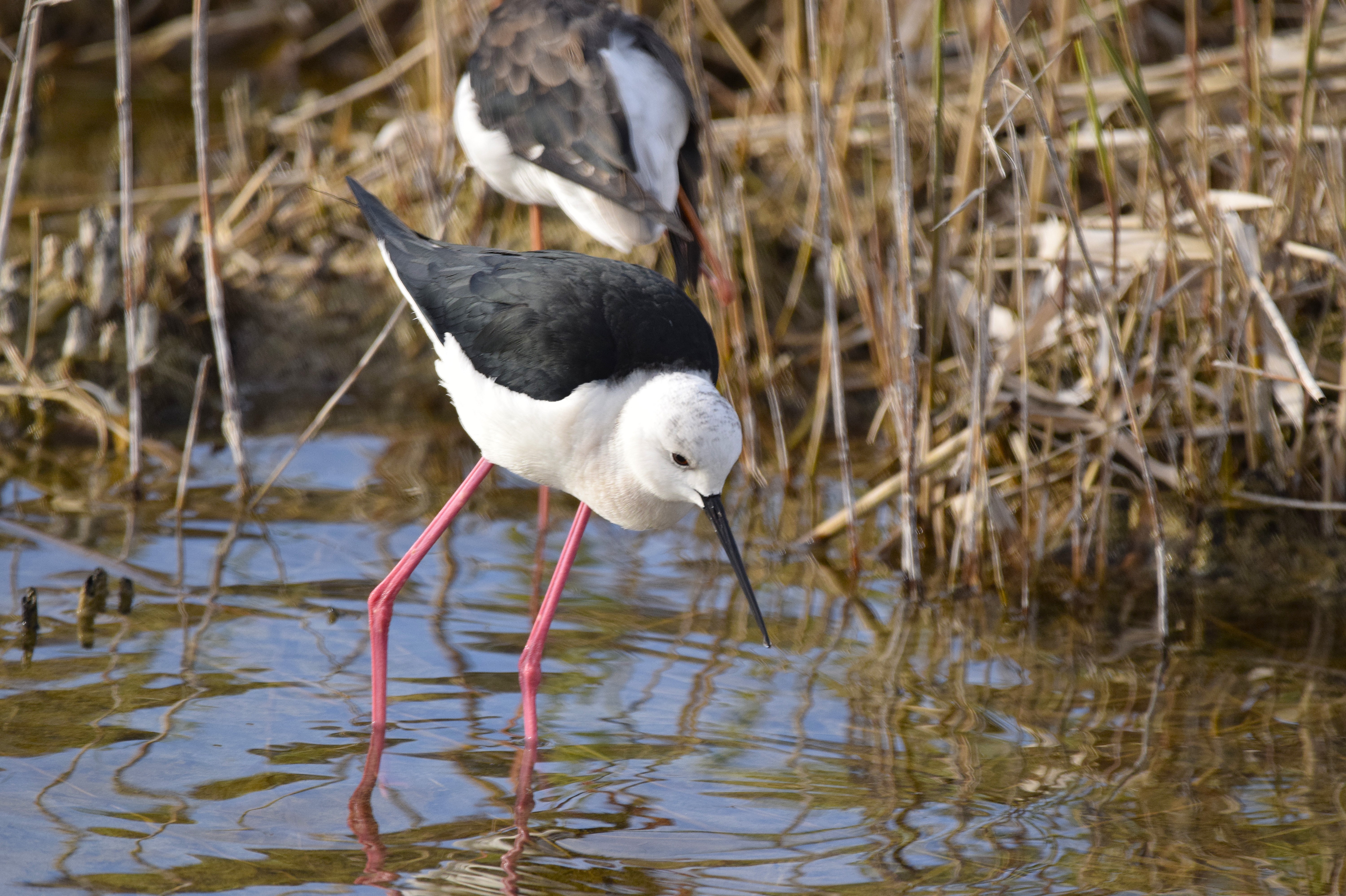 A Black-Winged Stilt wading.