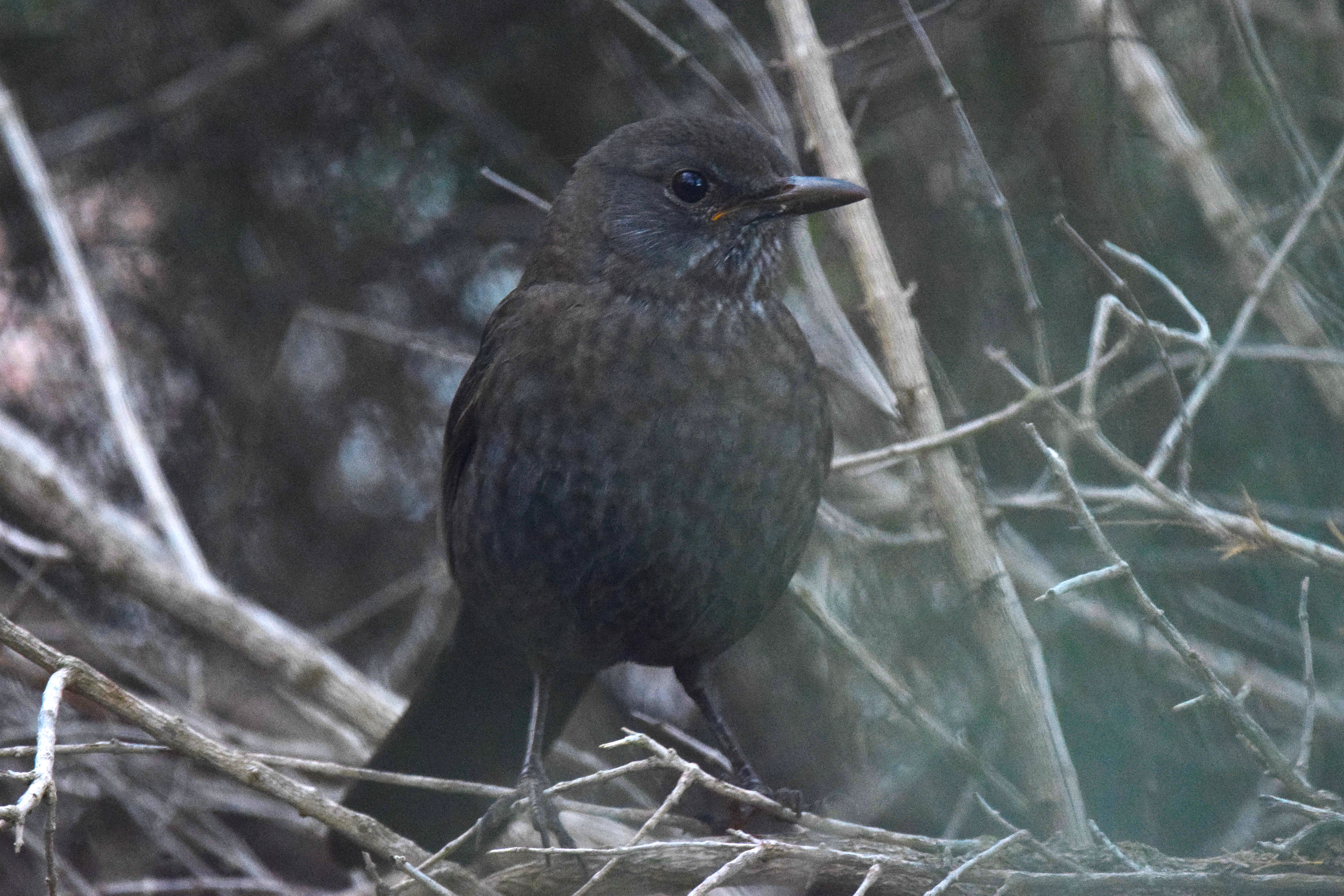 A very close up Eurasian Blackbird.
