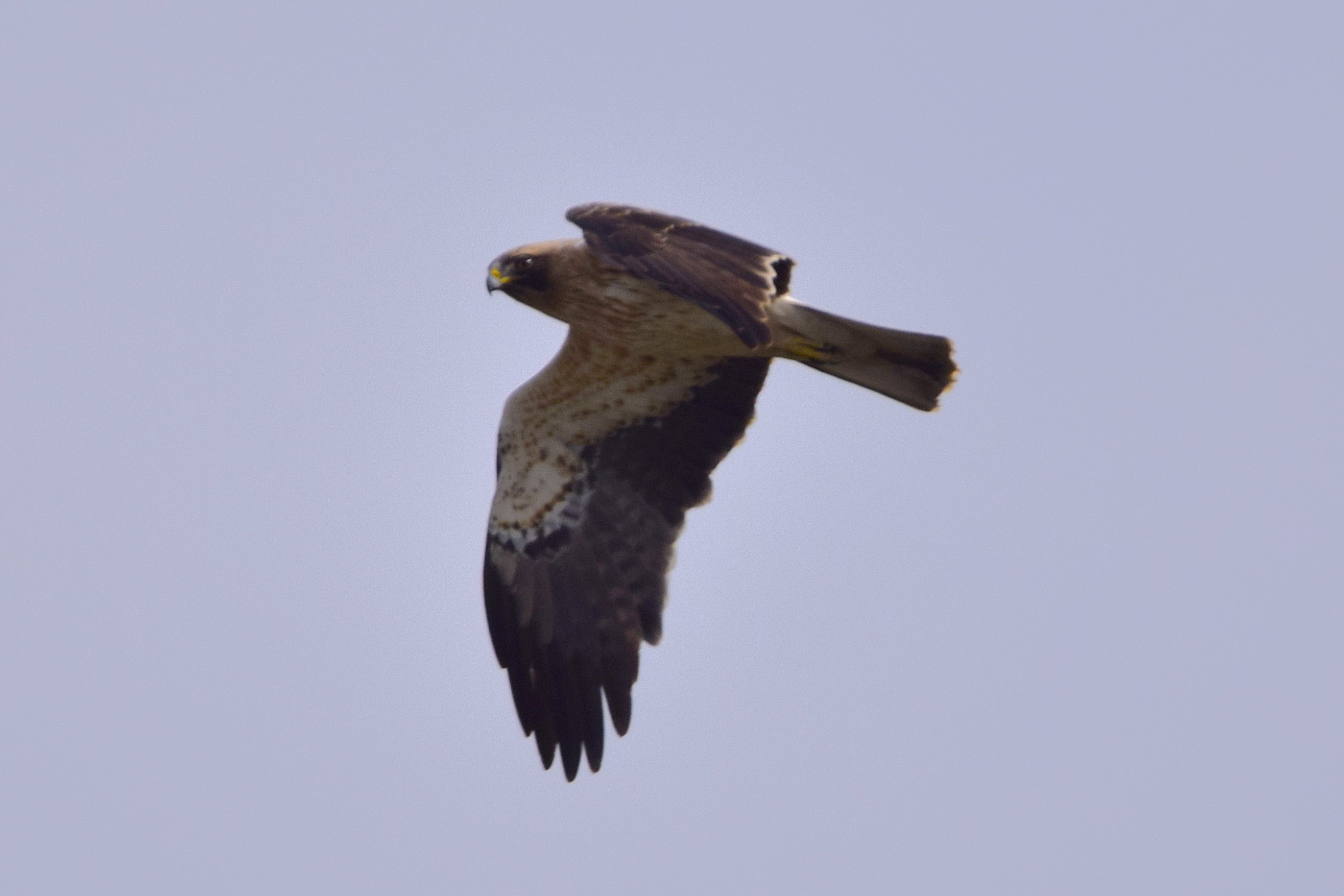 A Booted Eagle, another from the checklist.