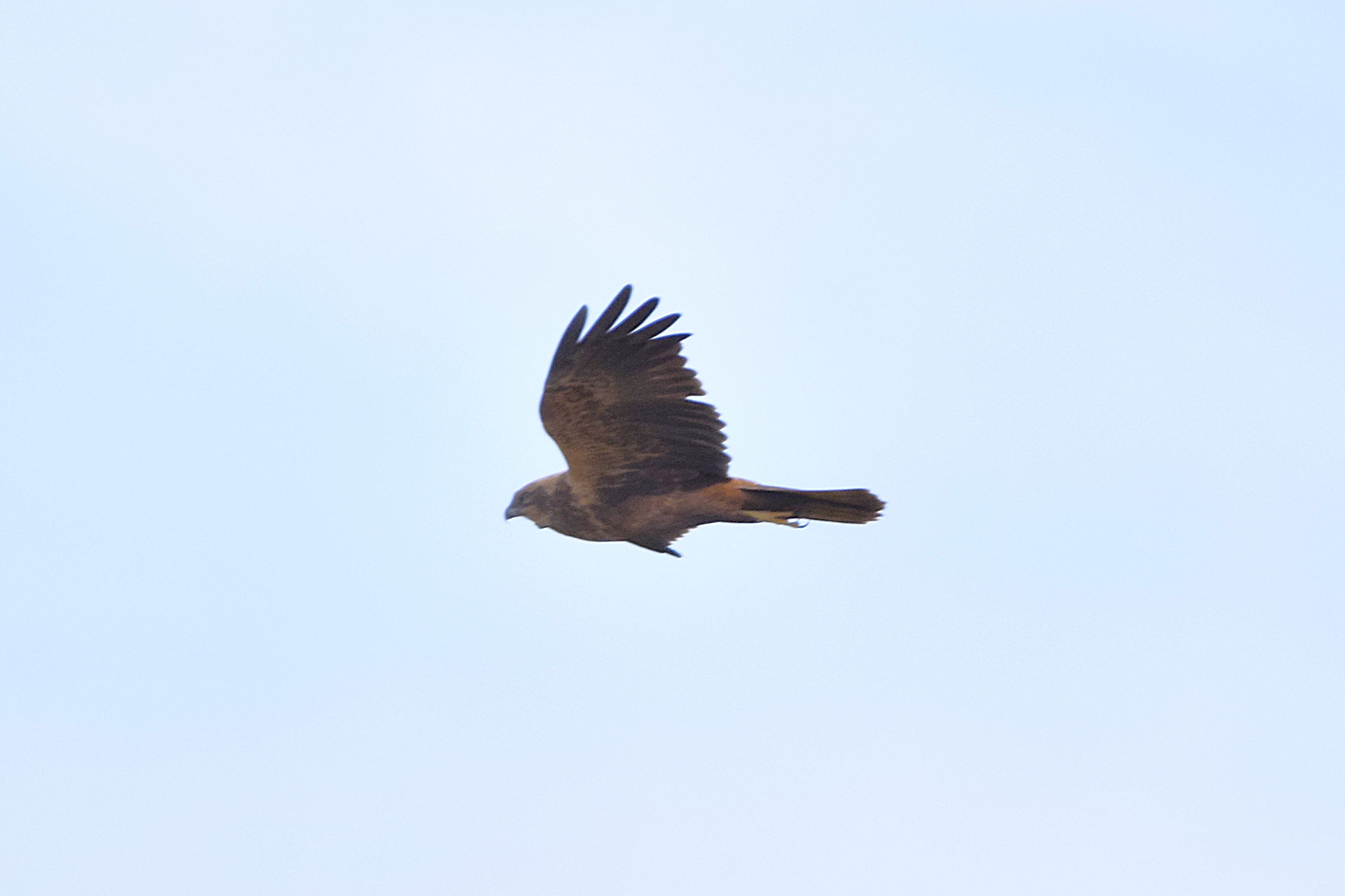 Another Booted Eagle, this time slightly further away.