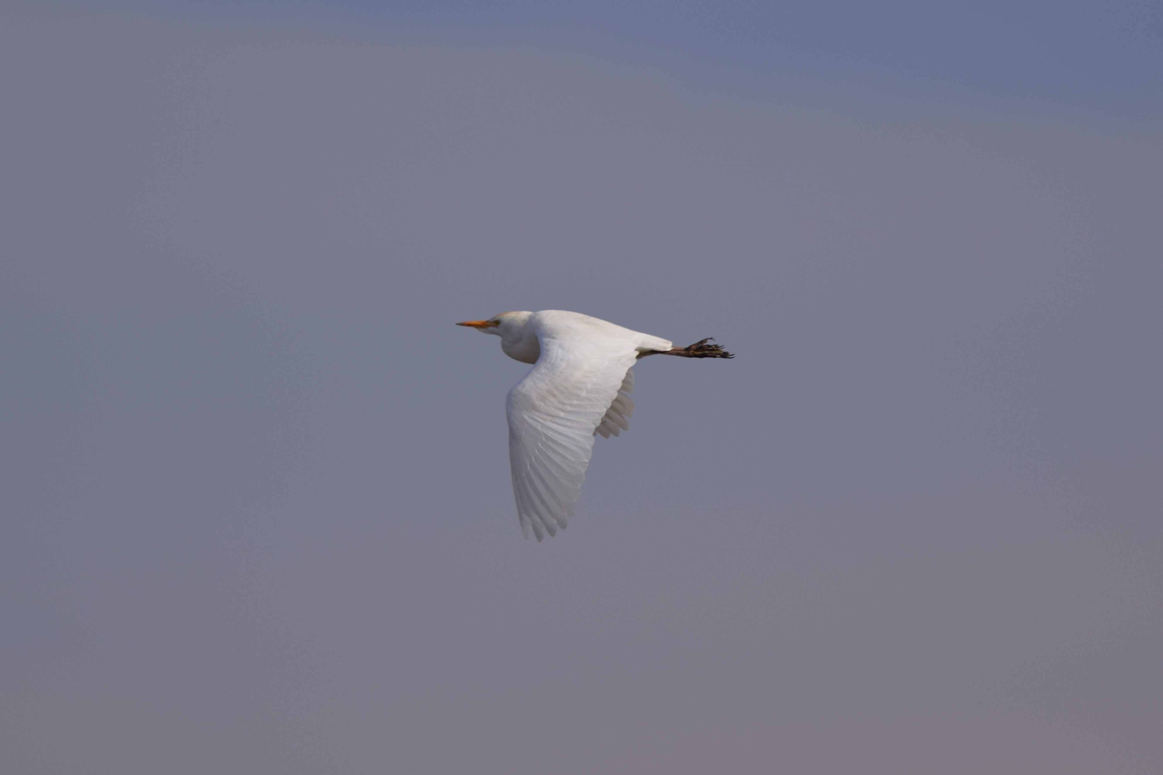 A Cattle Egret that flew from reedbeds.