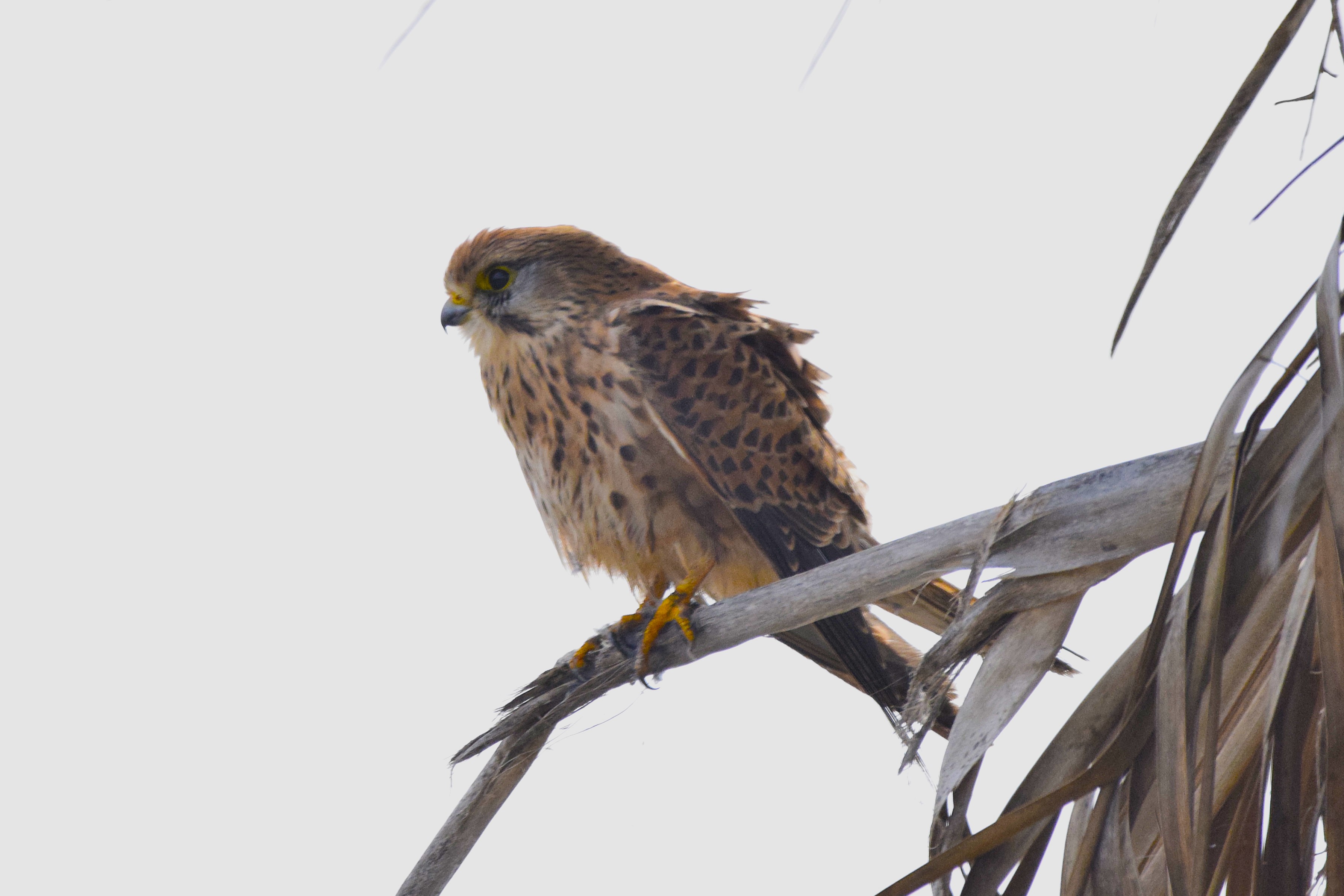 A Eurasian Kestrel