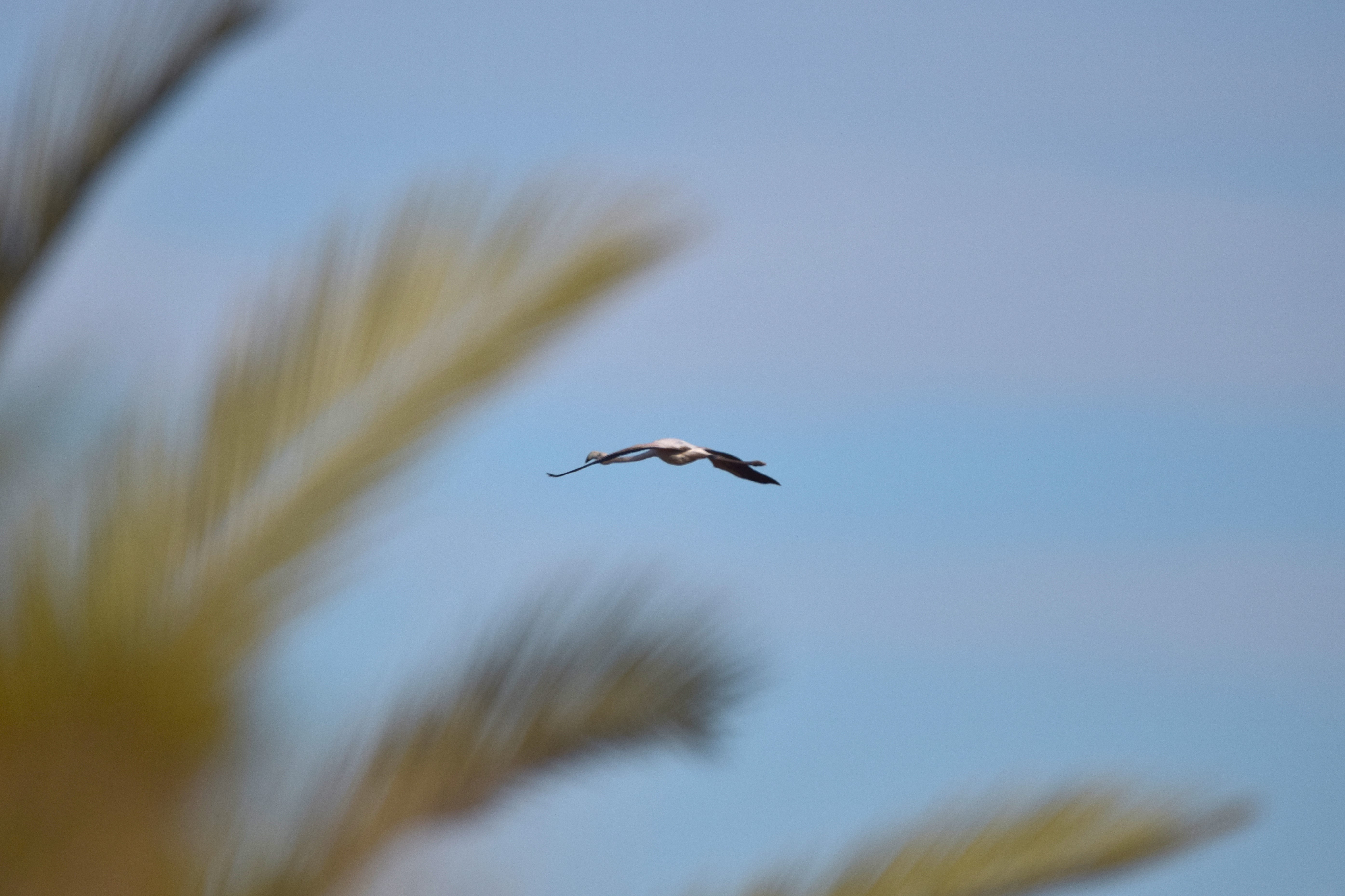 A greater flamingo in flight. They fly a bit weird.