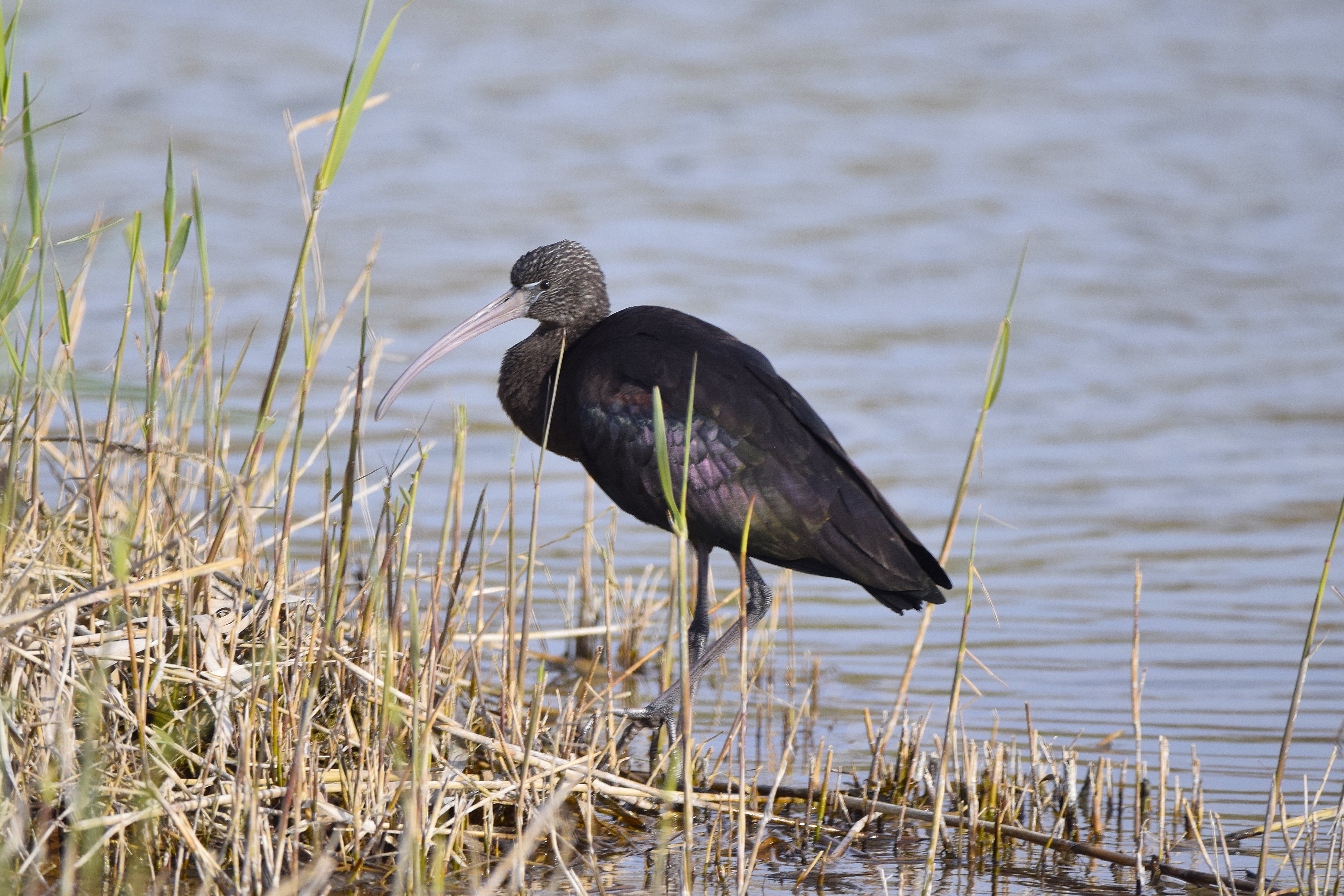 A Glossy Ibis.