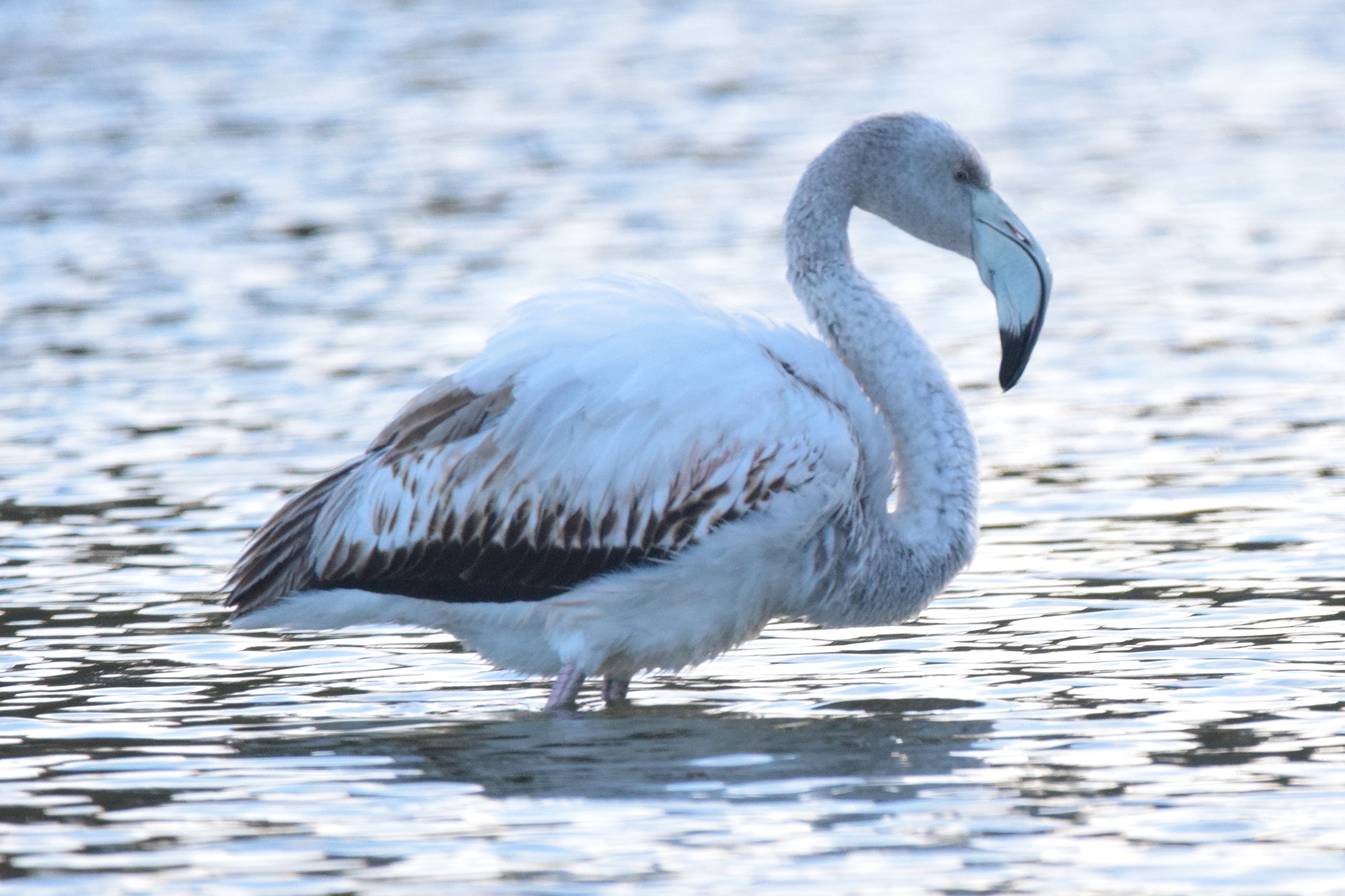 A Greater Flamingo at Clot de Galvany.