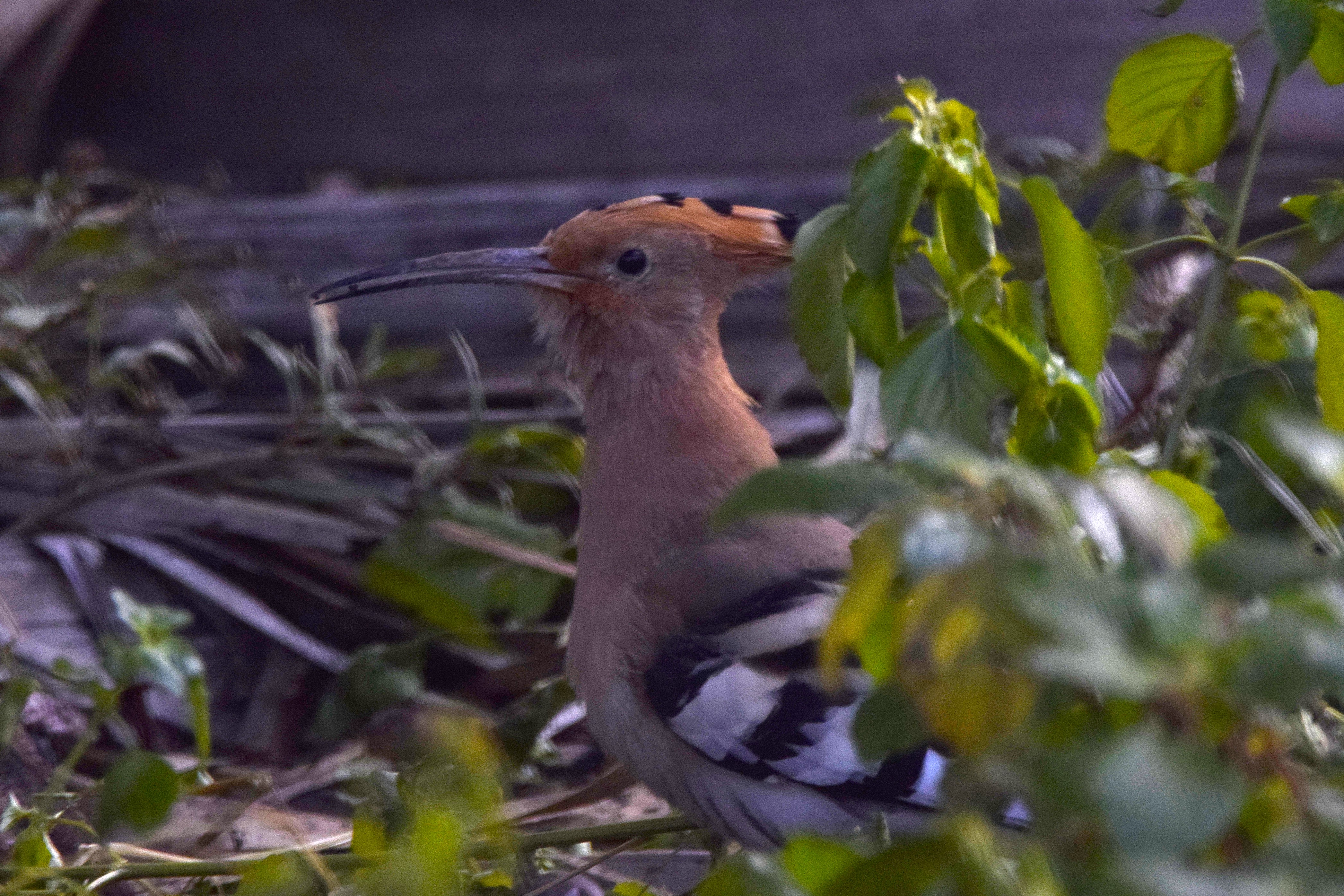 A Eurasian Hoopoe, one of my favourite birds from the trip.
