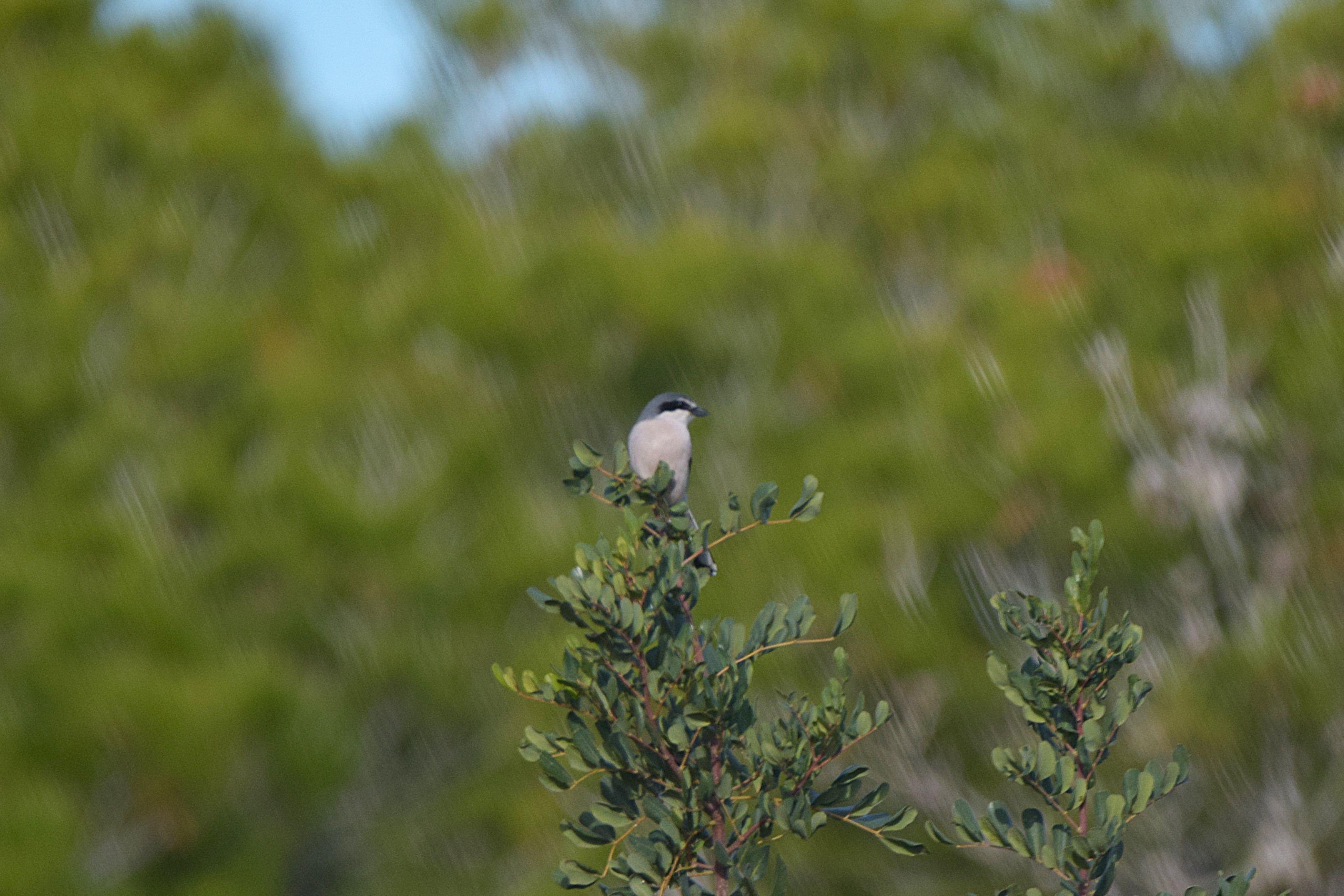 Another bird I'd wanted to see on the trip; an Iberian Grey Shrike.