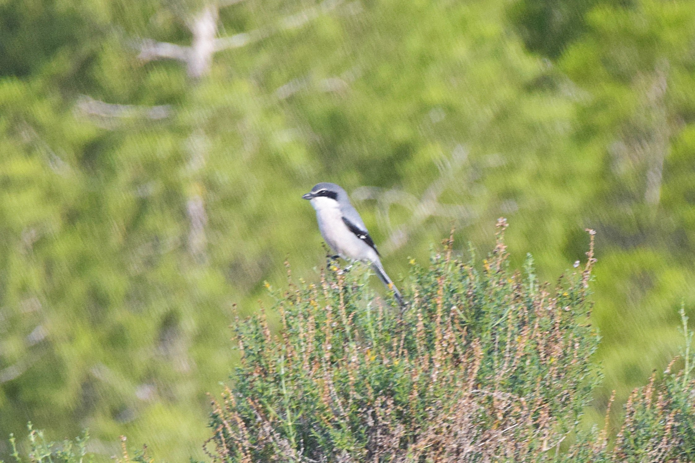 Another photo of an Iberian Grey Shrike.