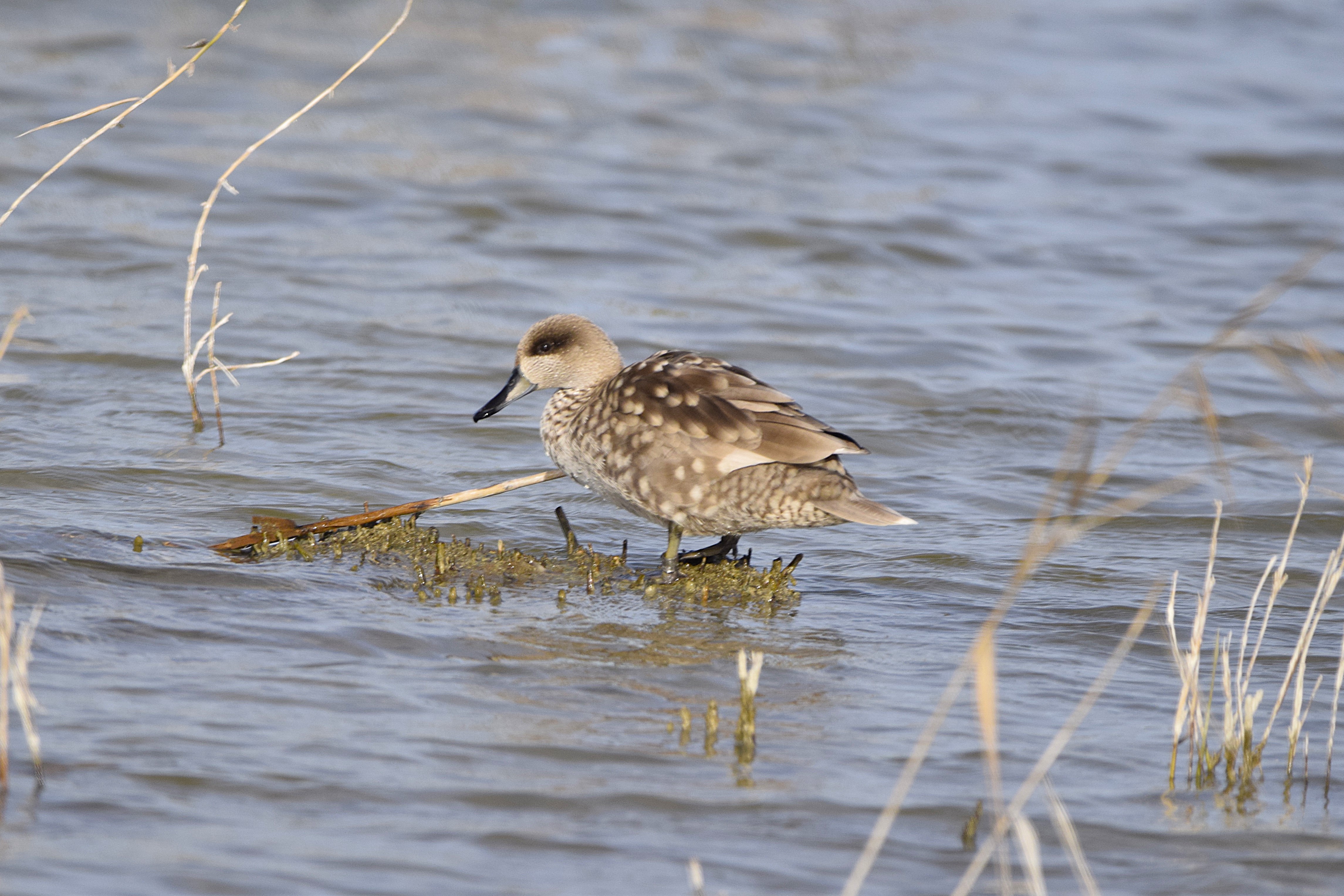 A Marbled Teal at El Hondo nature reserve.