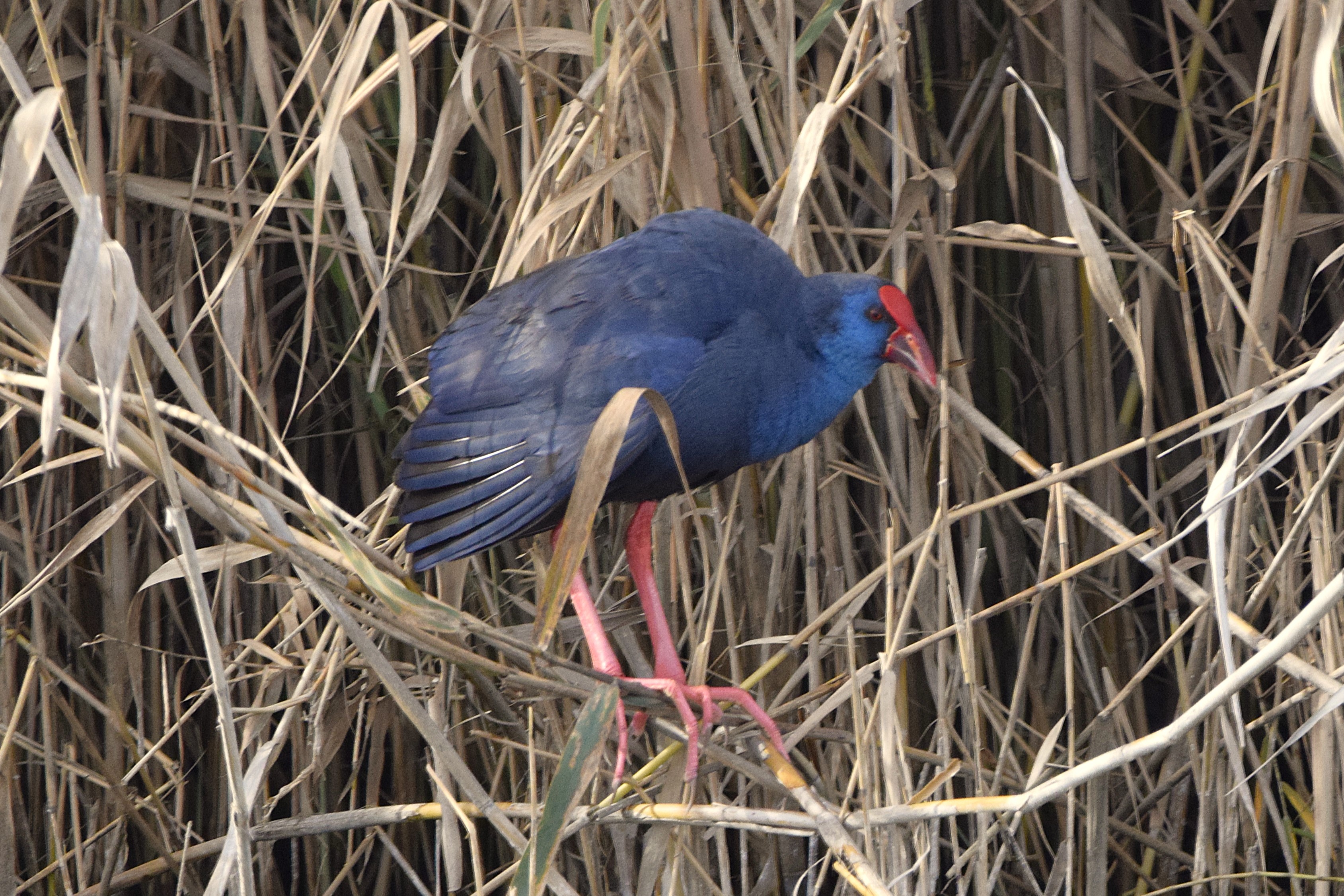A Purple Swamphen.