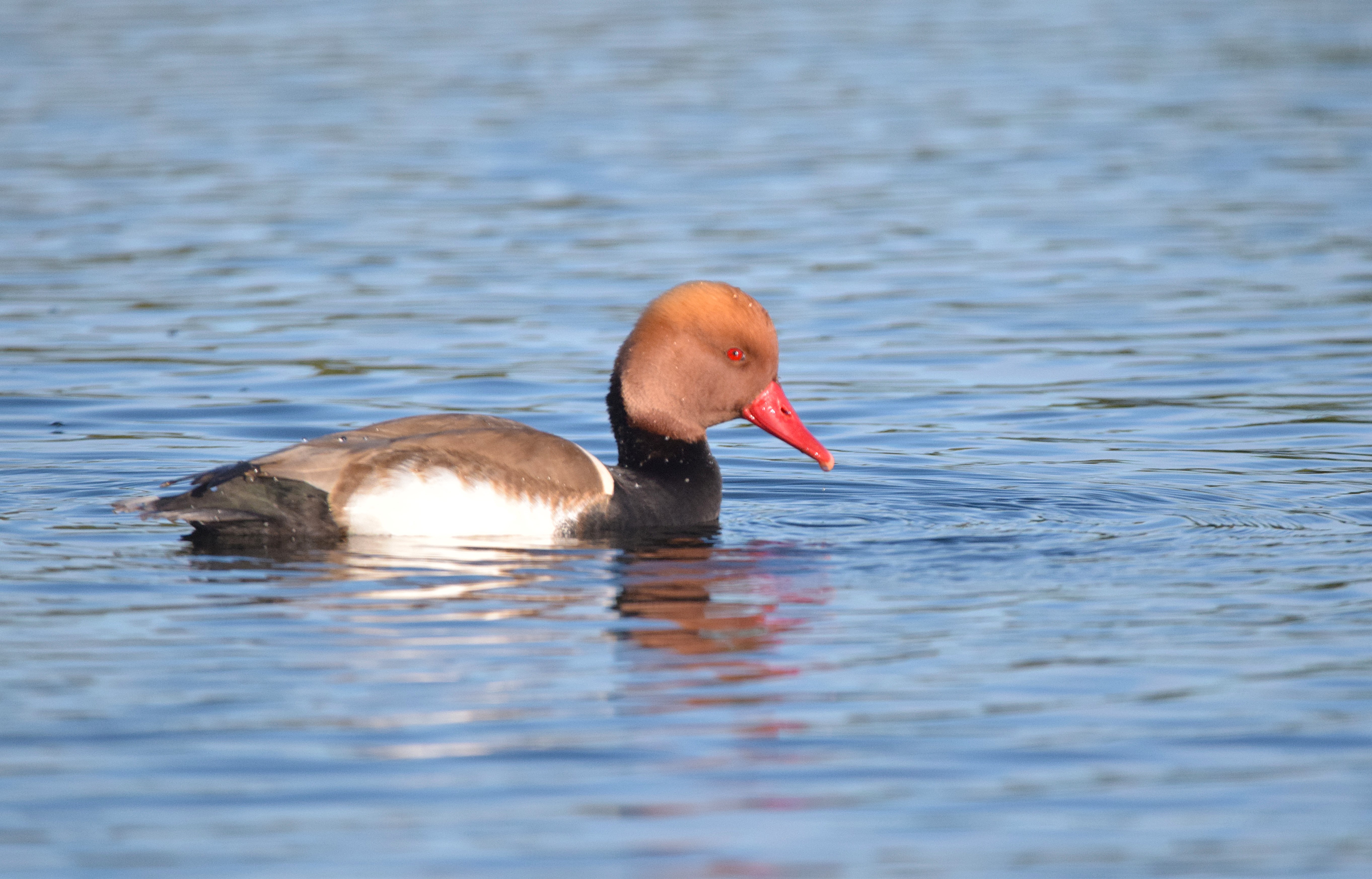 A Red-crested Pochard.
