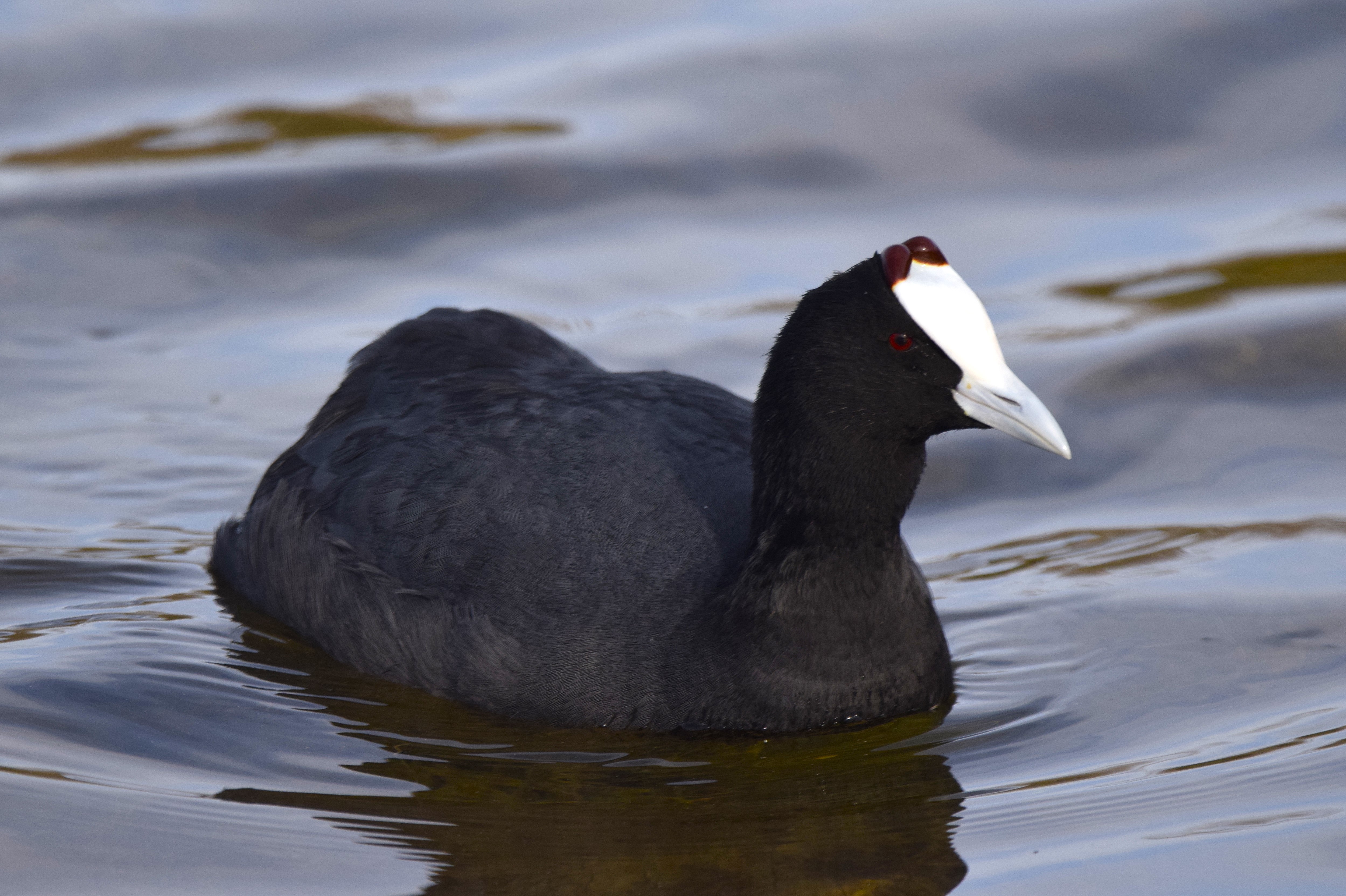 A Red-knobbed Coot, another bird on my checklist.