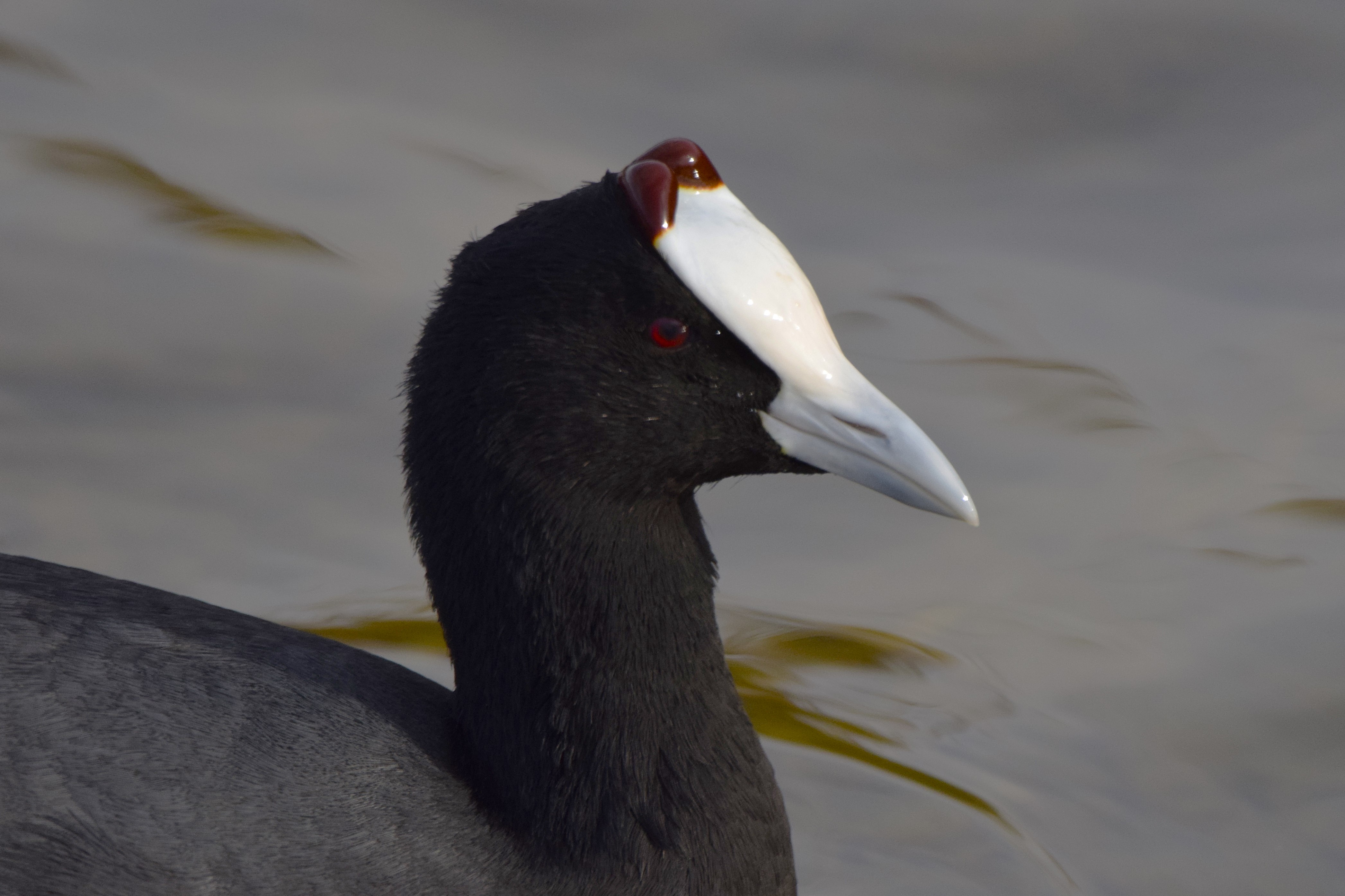 A close-up of a Red-knobbed Coot