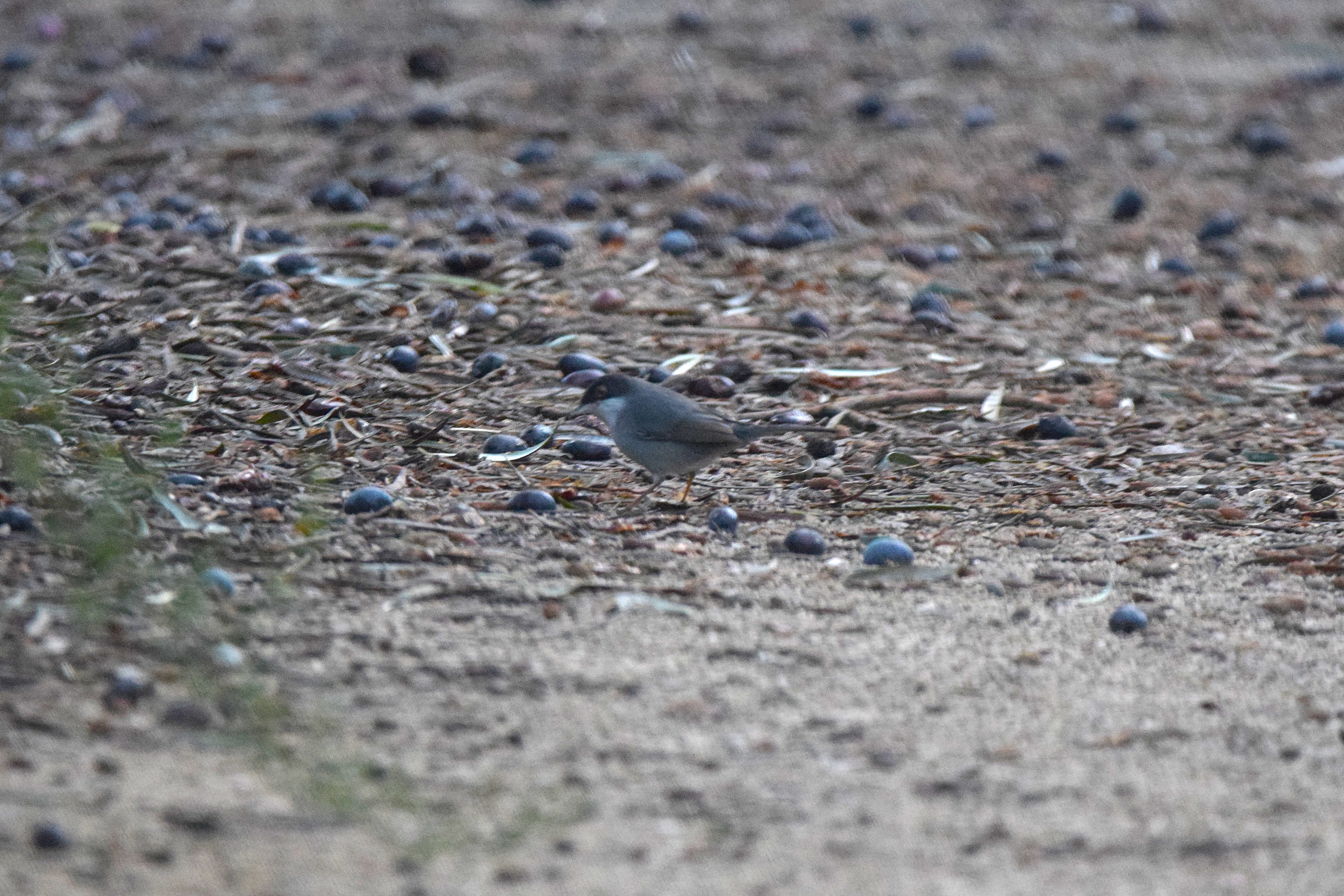 Sardinian Warblers are also incredibly common.