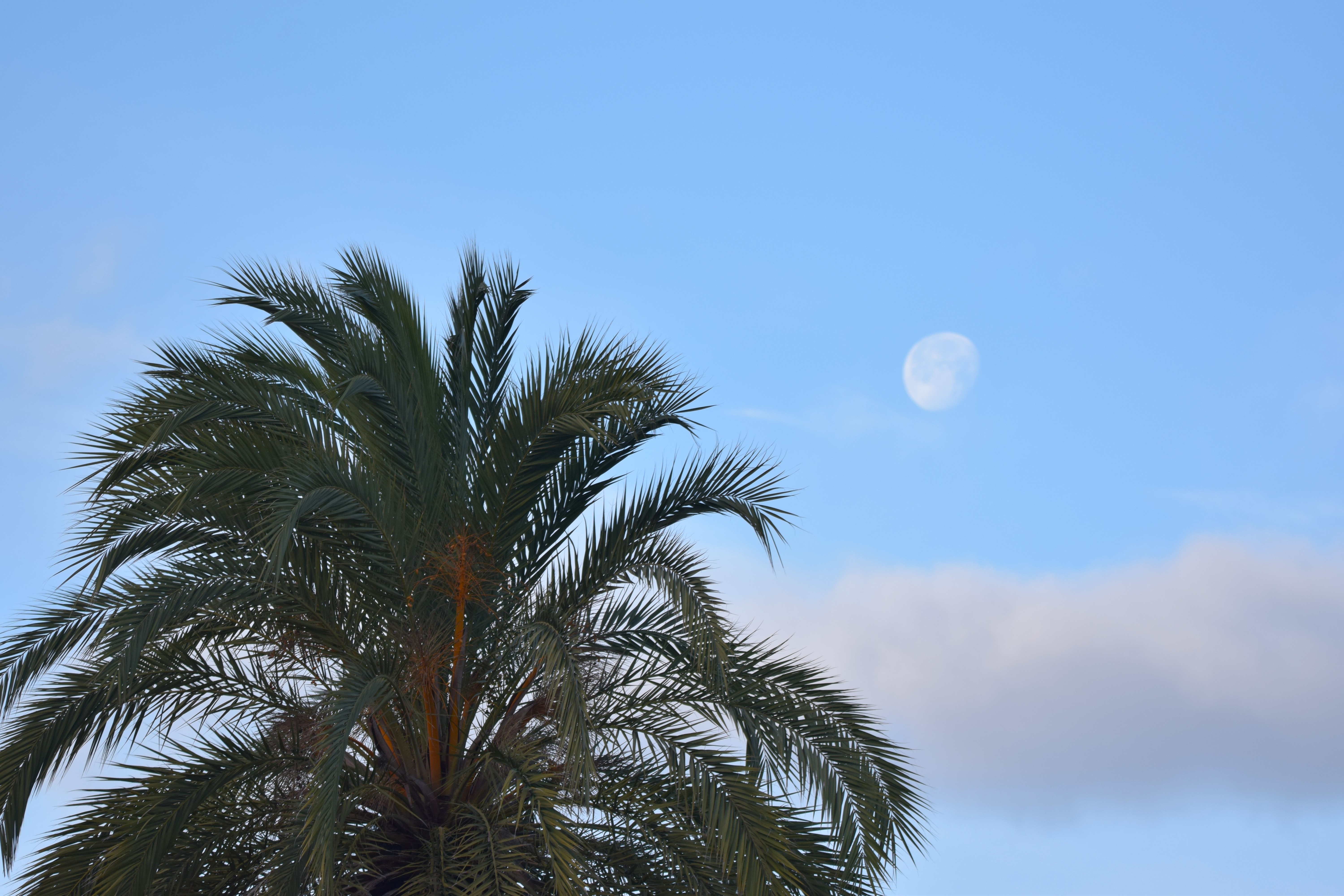 The Moon alongside one of the palm trees in the park.