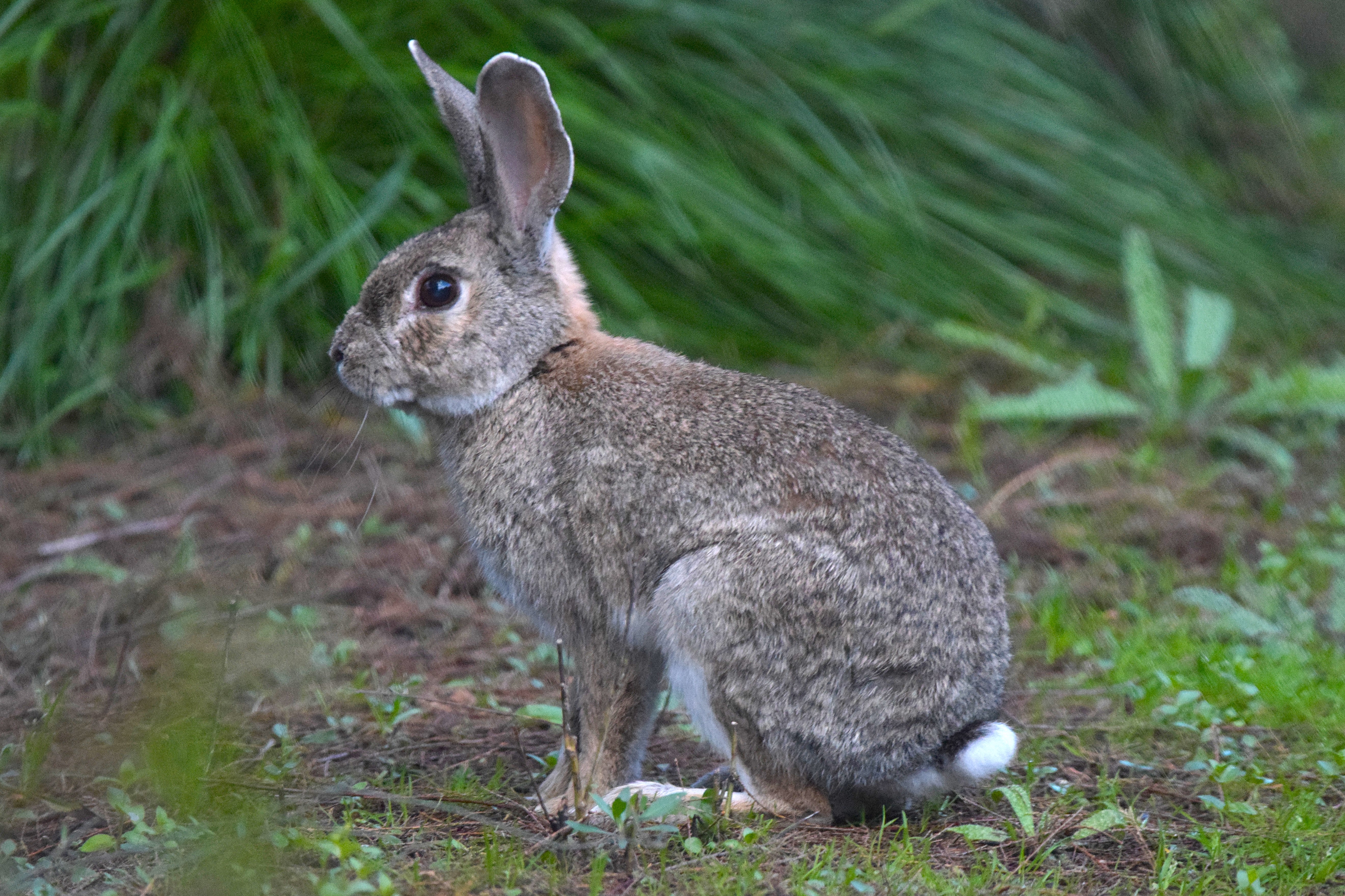 Although common in the UK, European rabbits are native to Spain.