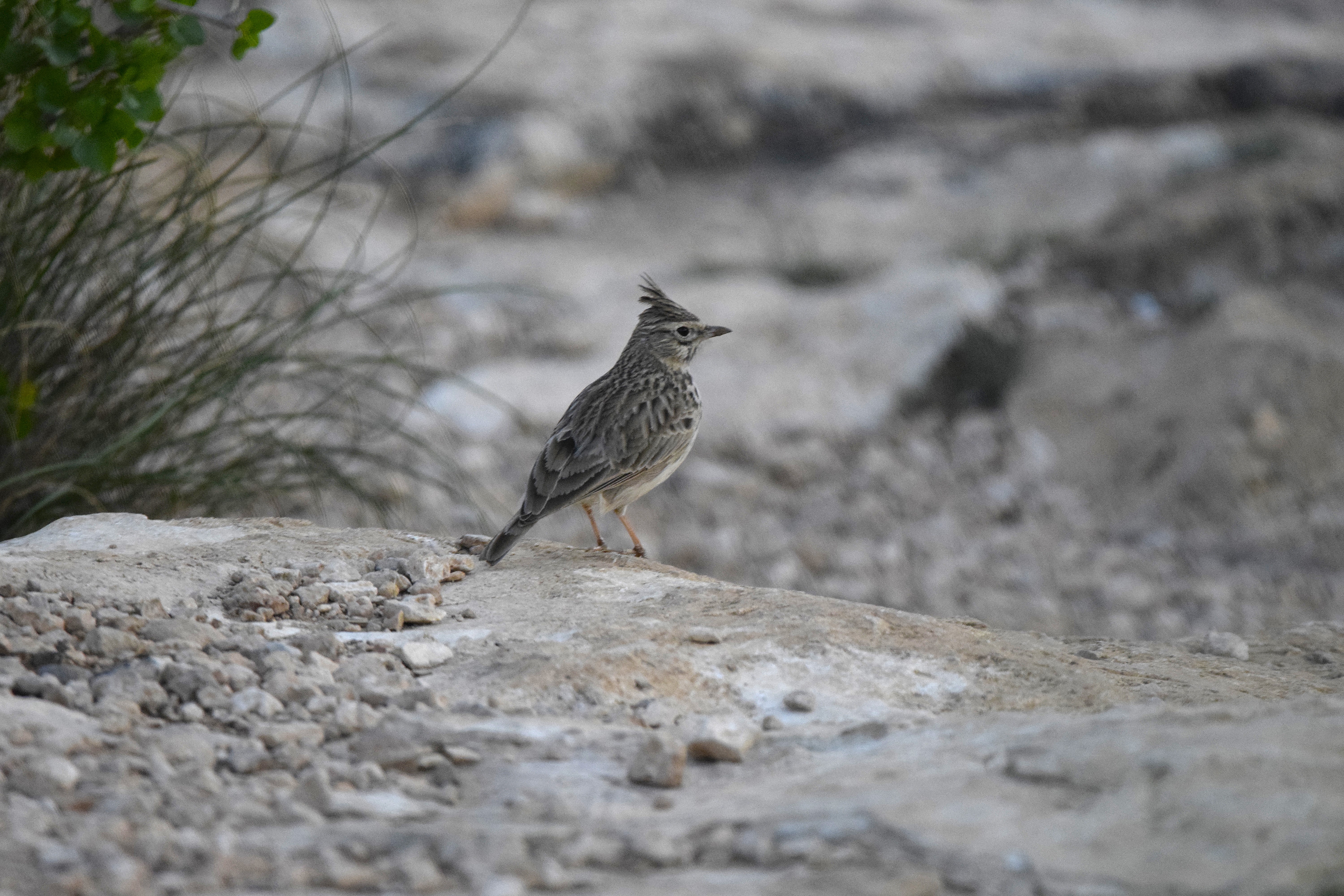 A Thekla's Lark.