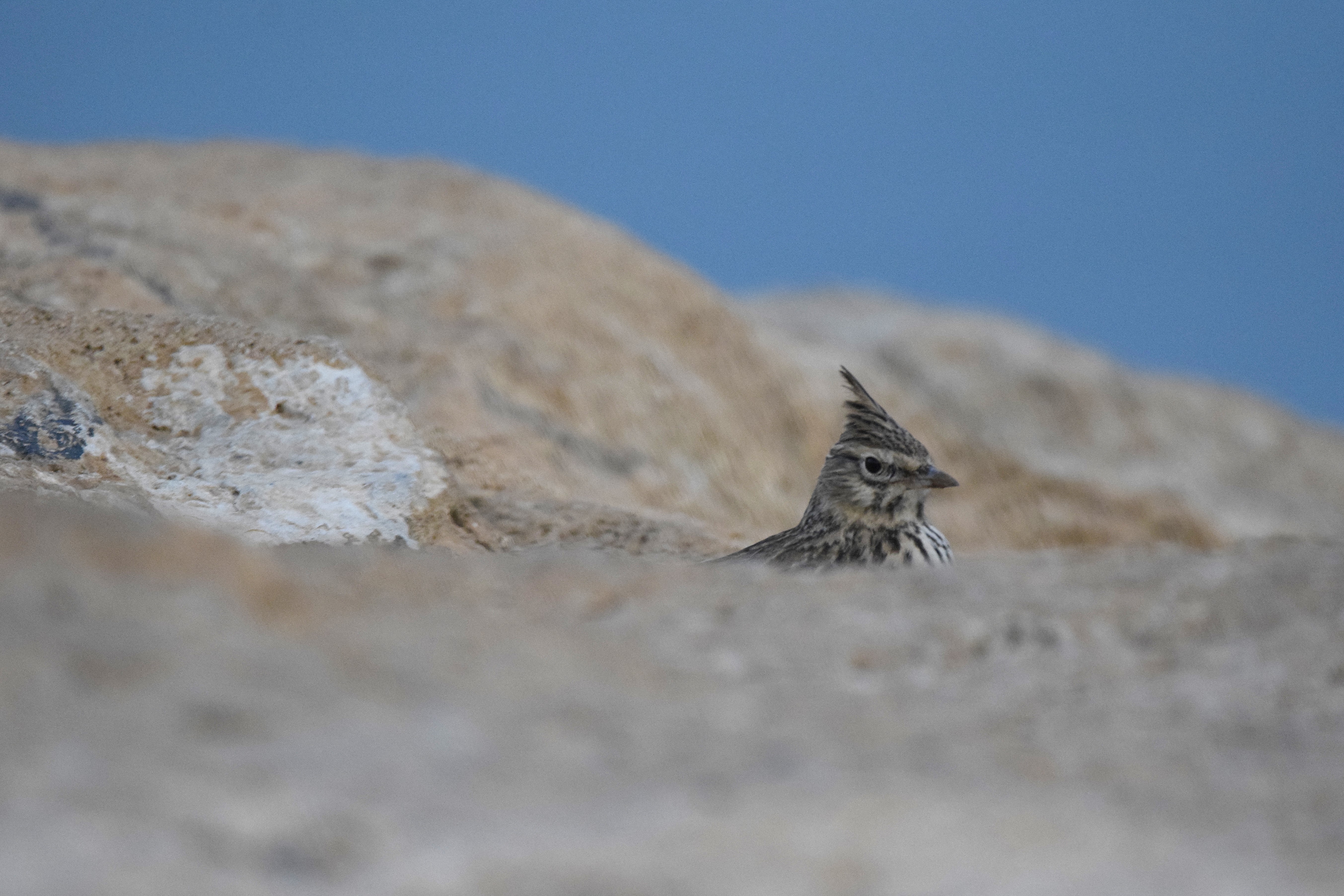 The same lark, hiding.
