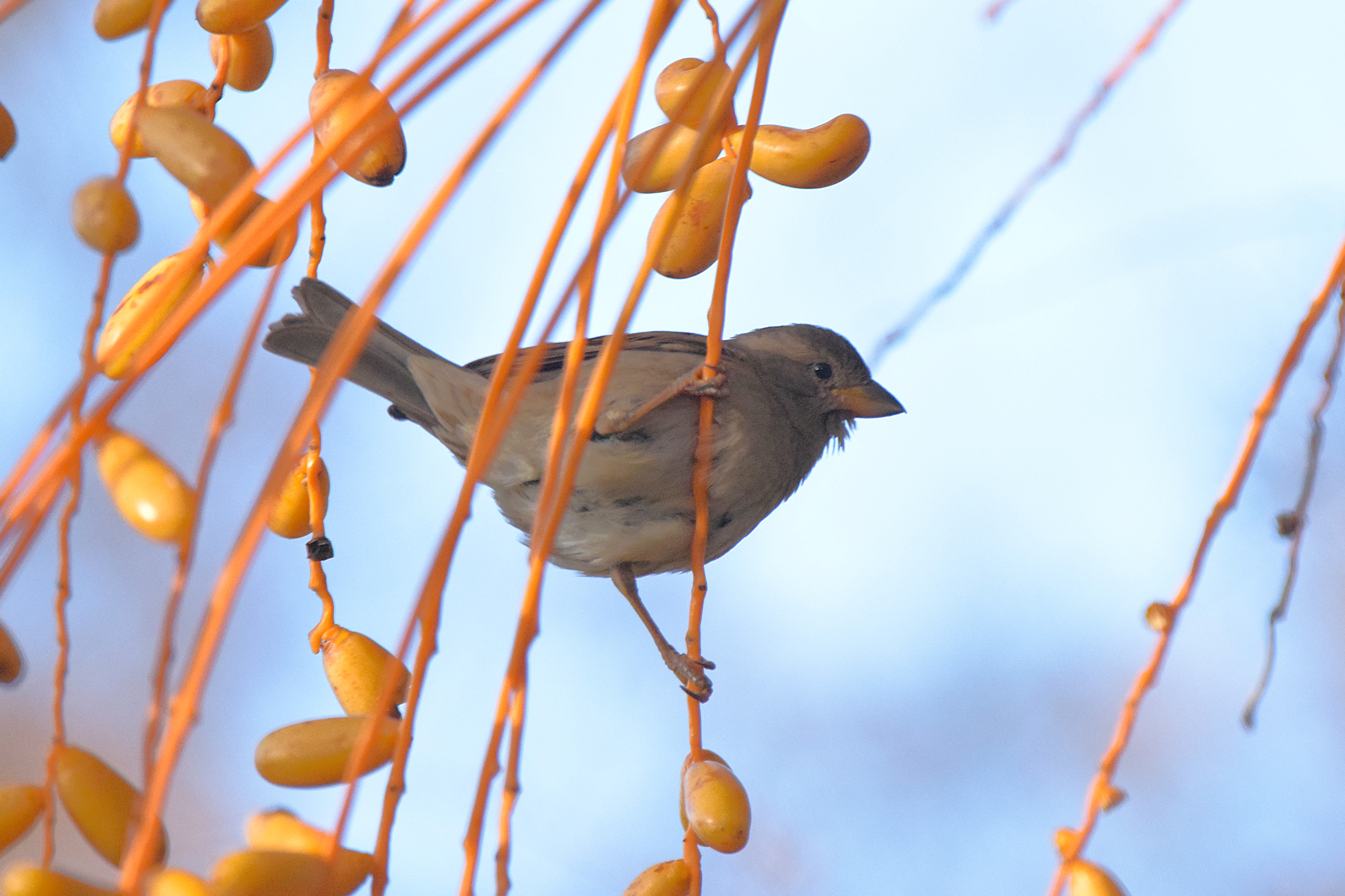 Some kind of sparrow.