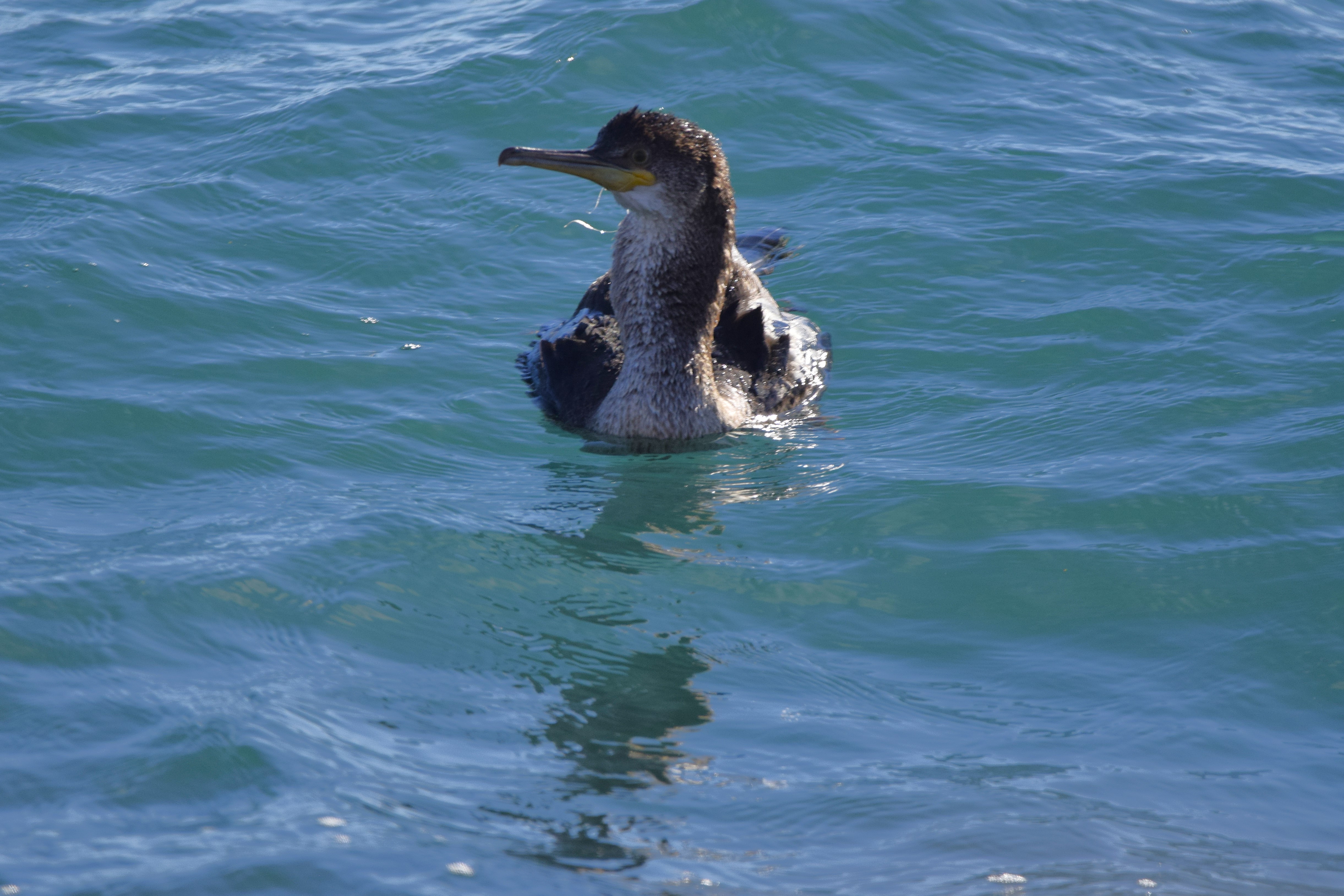 A juvenille Cormorant viewed from the dock.