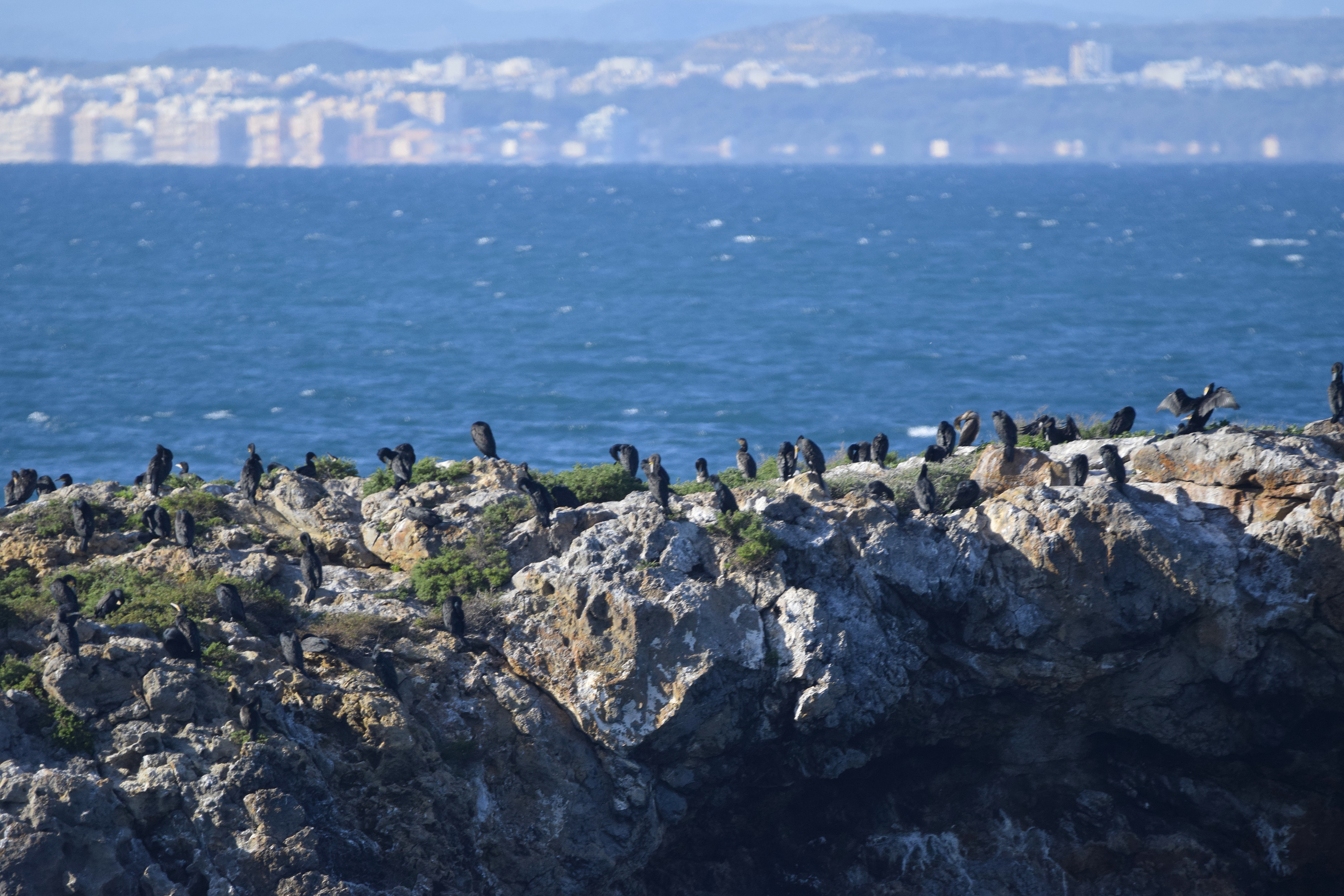 A Cormorant colony off the island's Western coast.