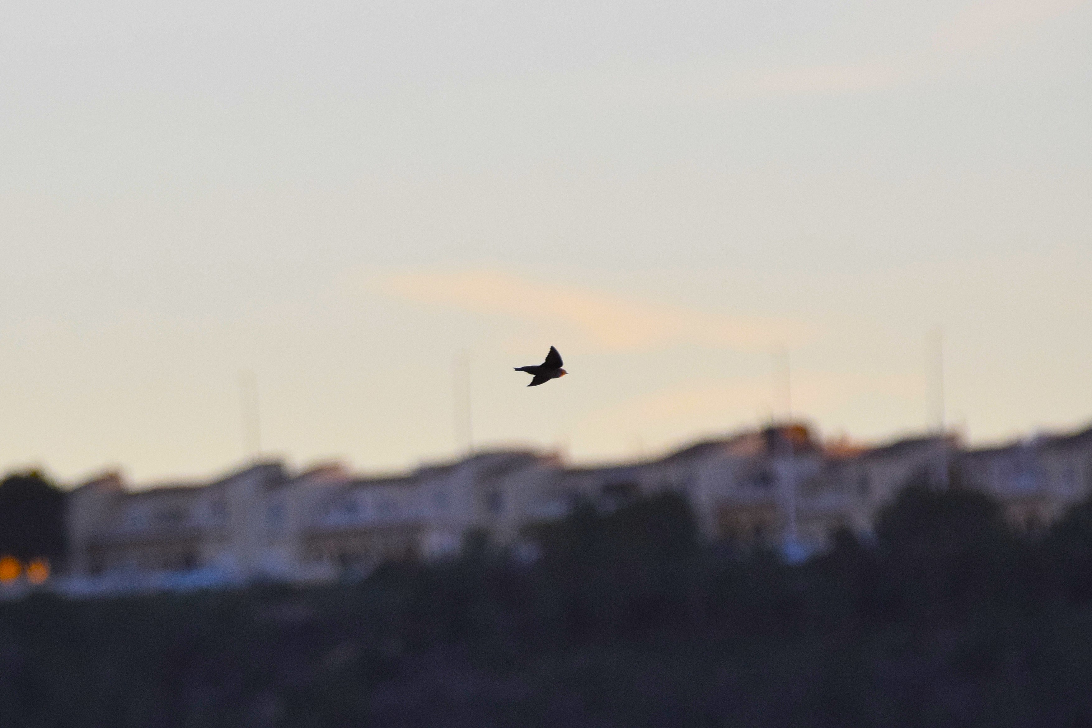 The silhouette of a Crag Martin against Santa Pola.