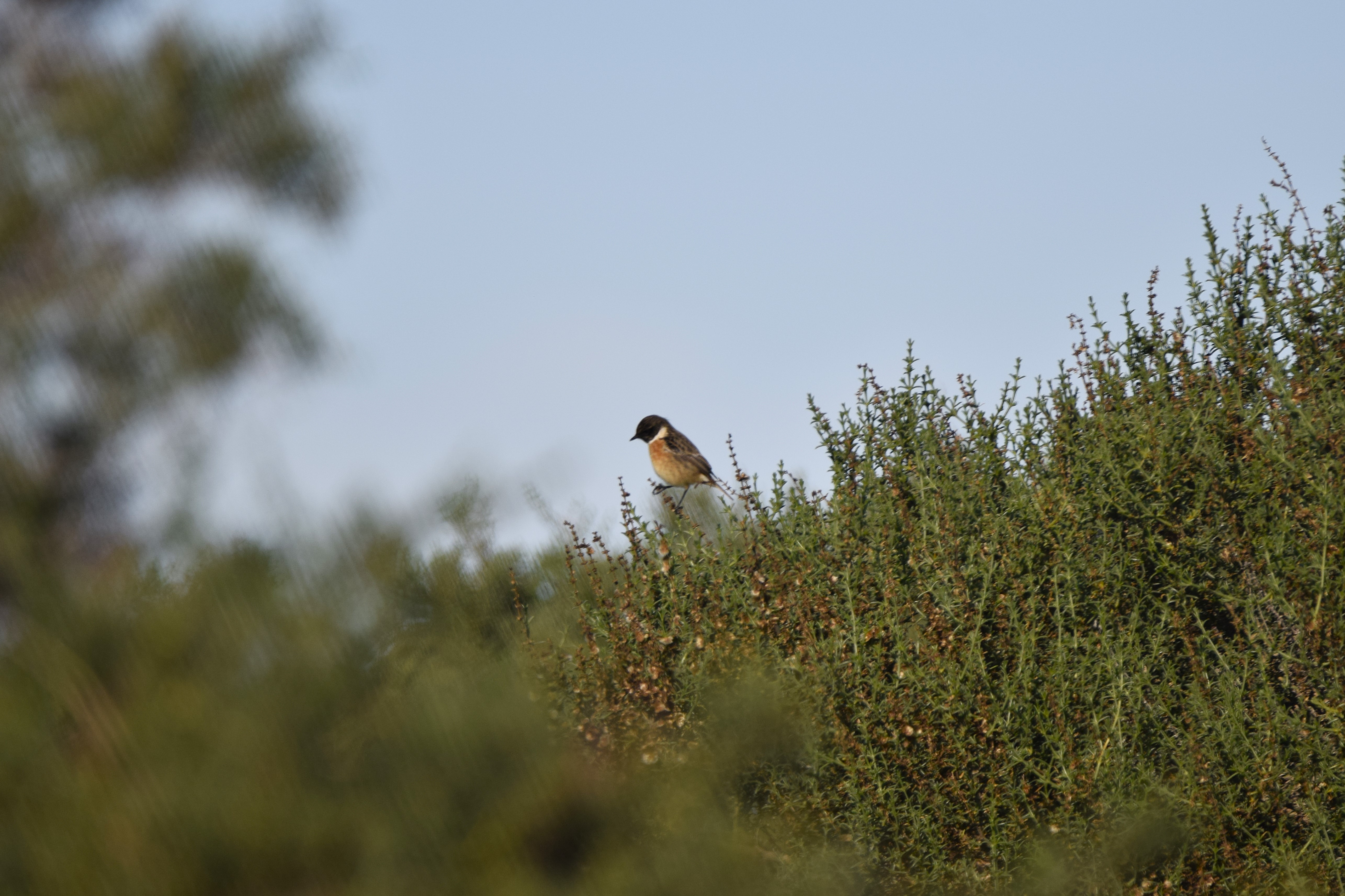 A Eurasian Stonechat - they always pose for photos!