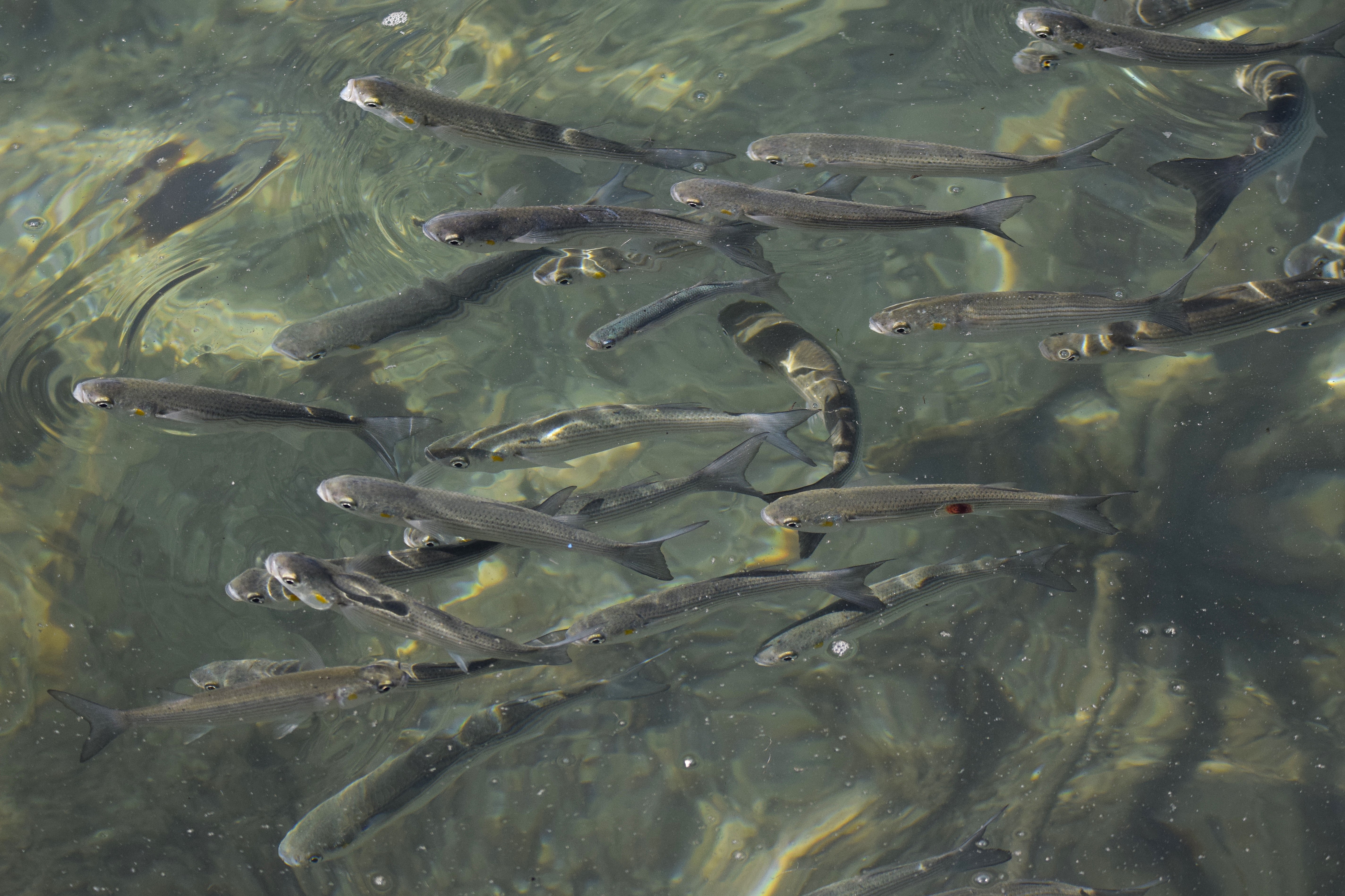 The harbour at Tabarca was filled with fish!