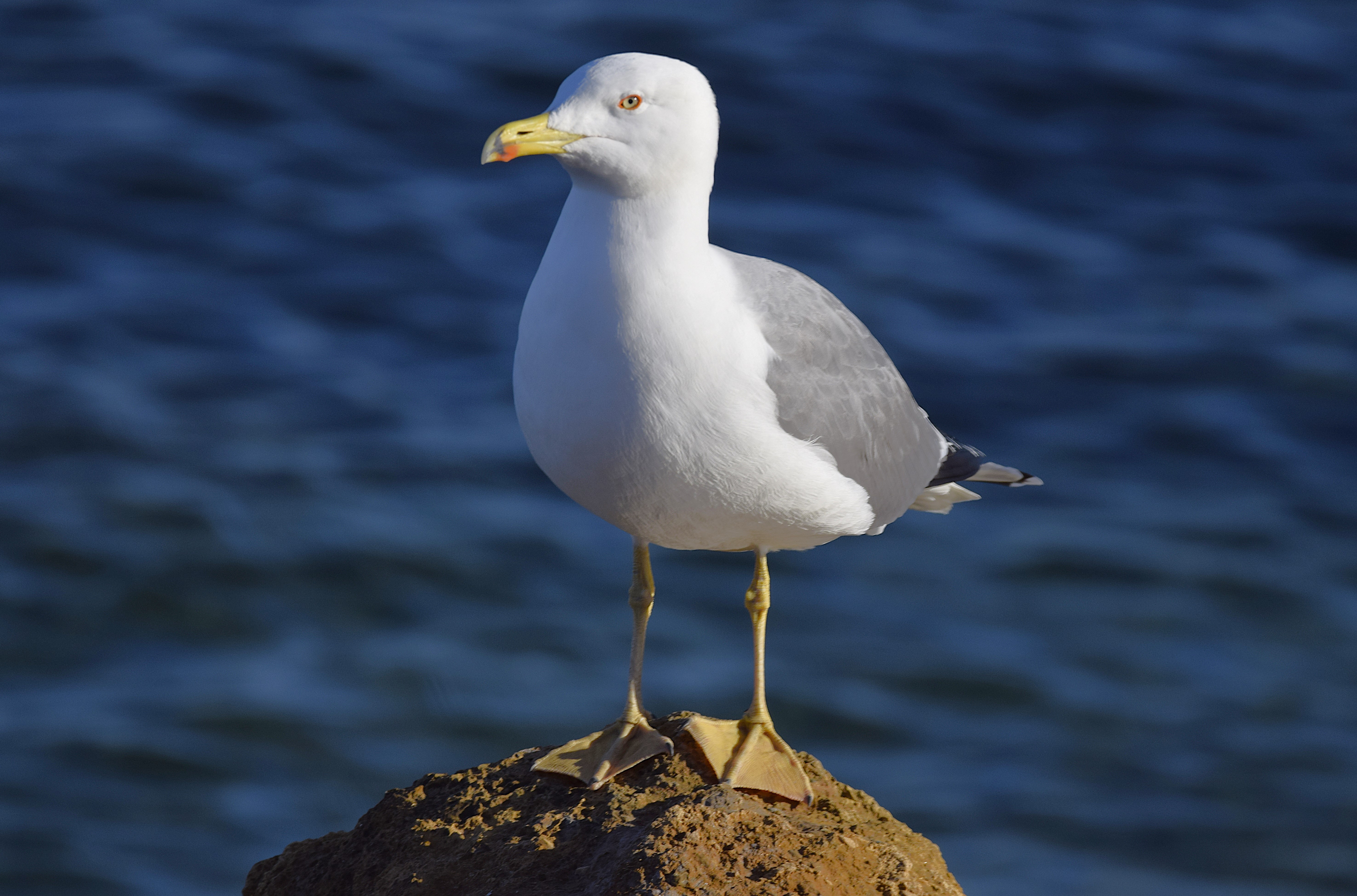 A Herring Gull atop a rock :)
