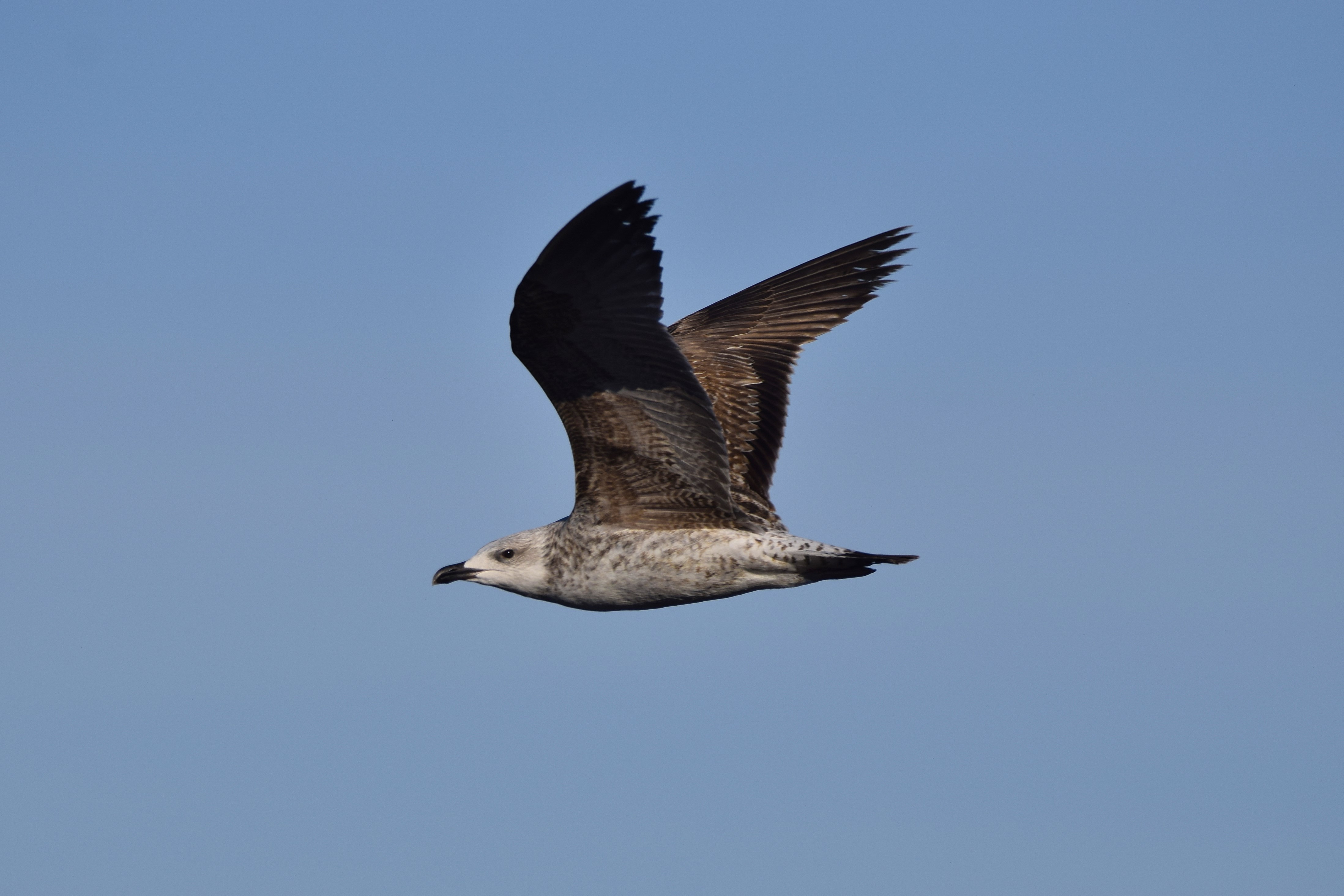A seagull in flight.