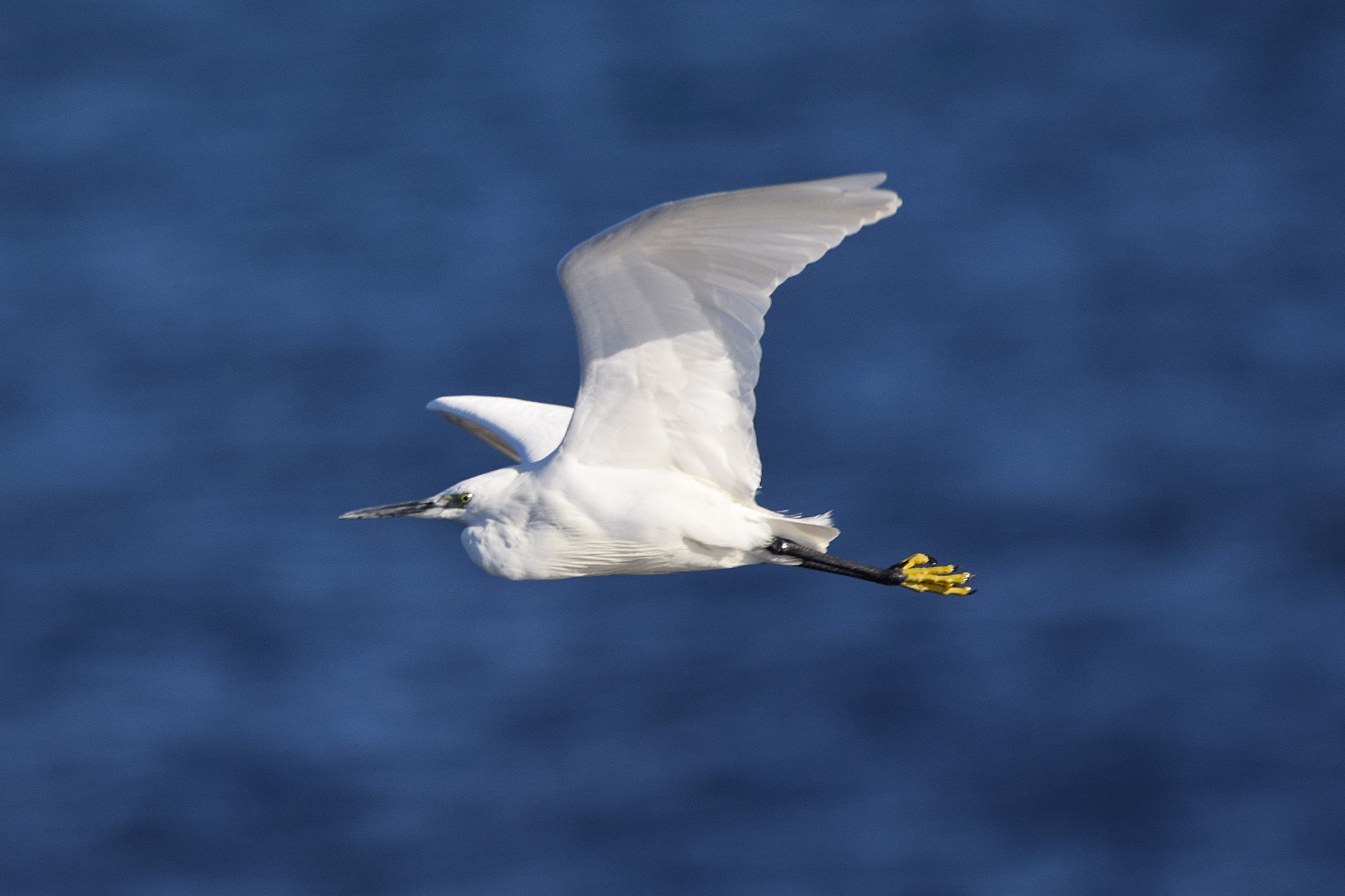 A Little Egret in flight.