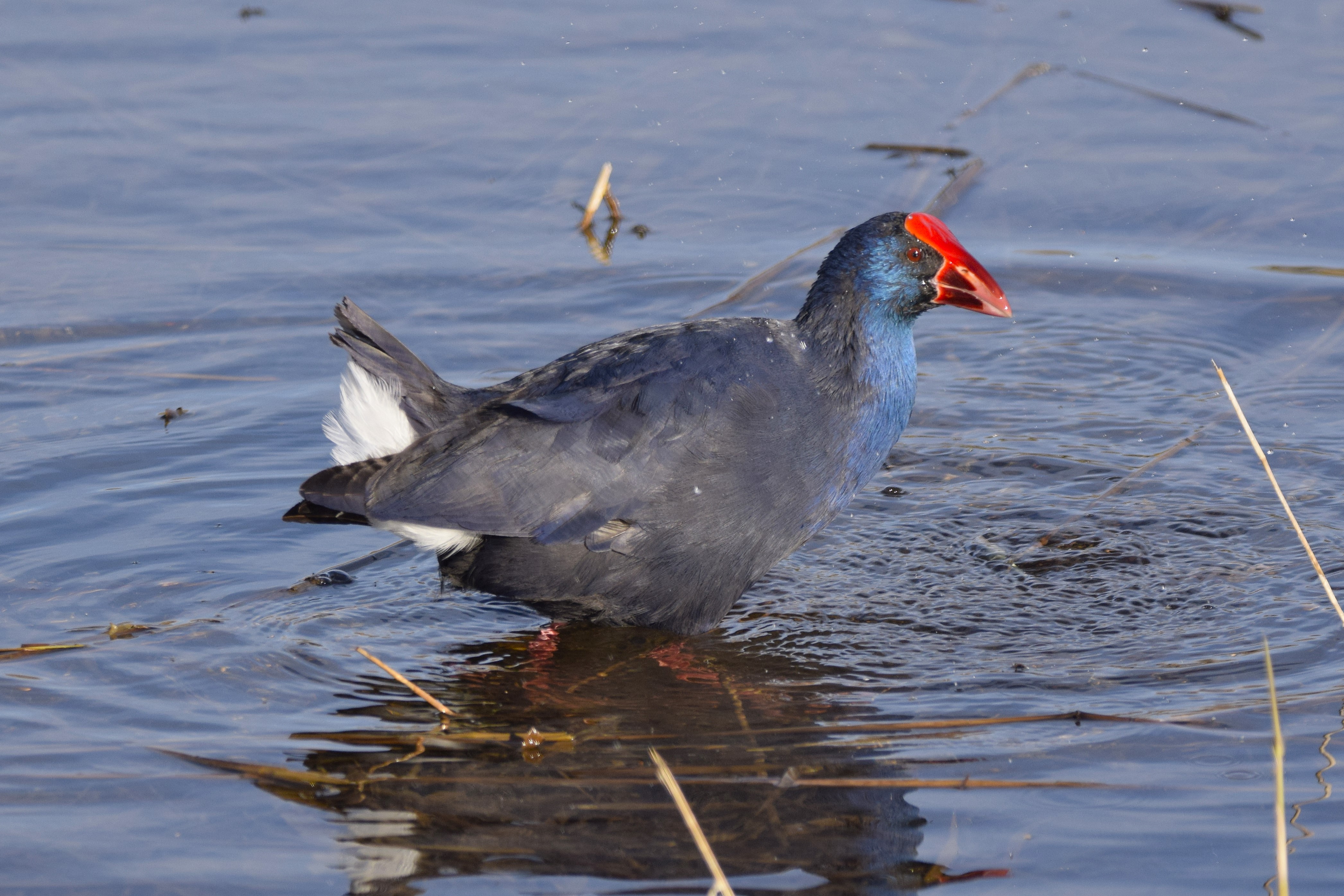A Purple Swamphen! :)