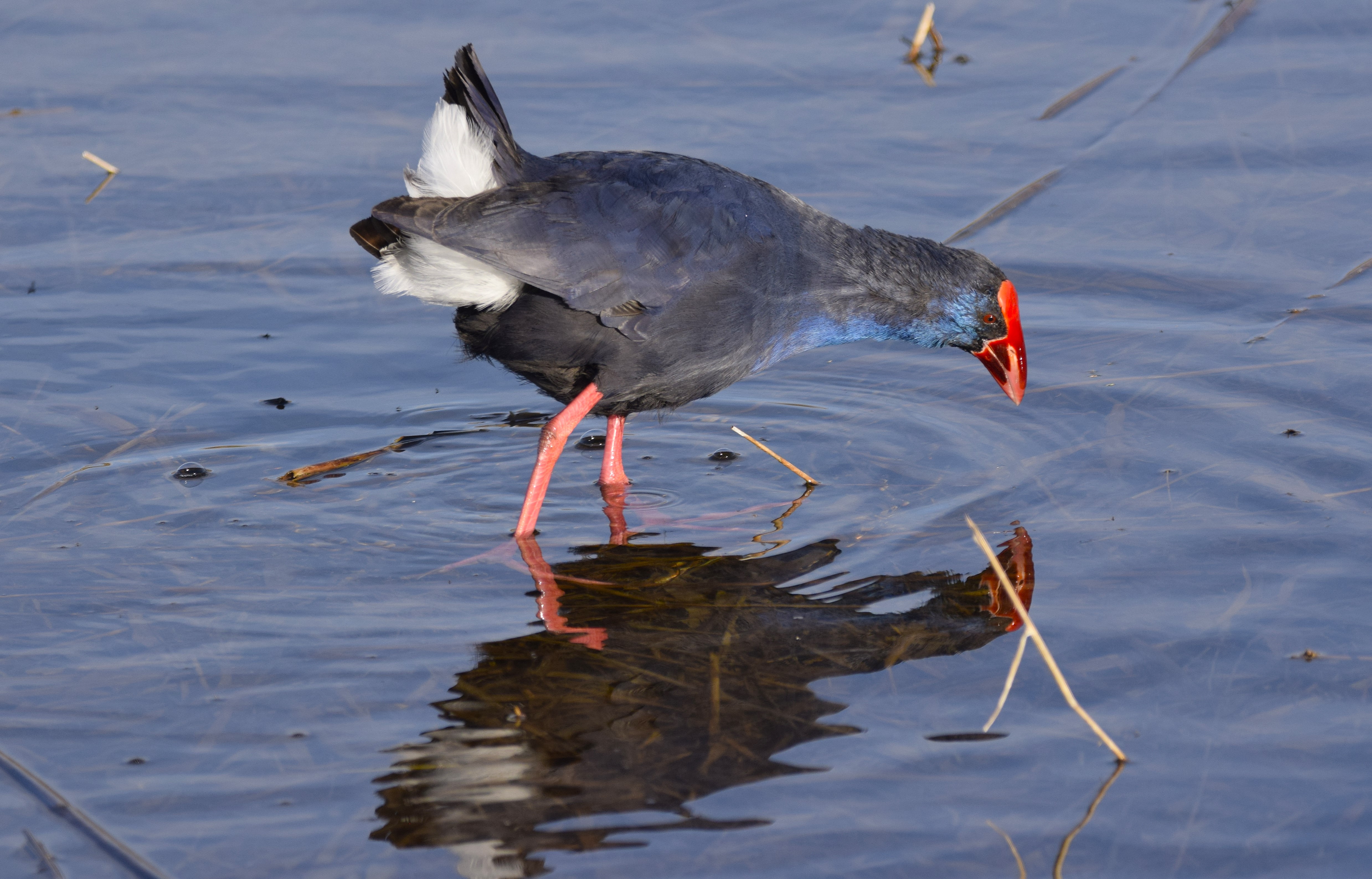 The same Purple Swamphen in a slightly different position!