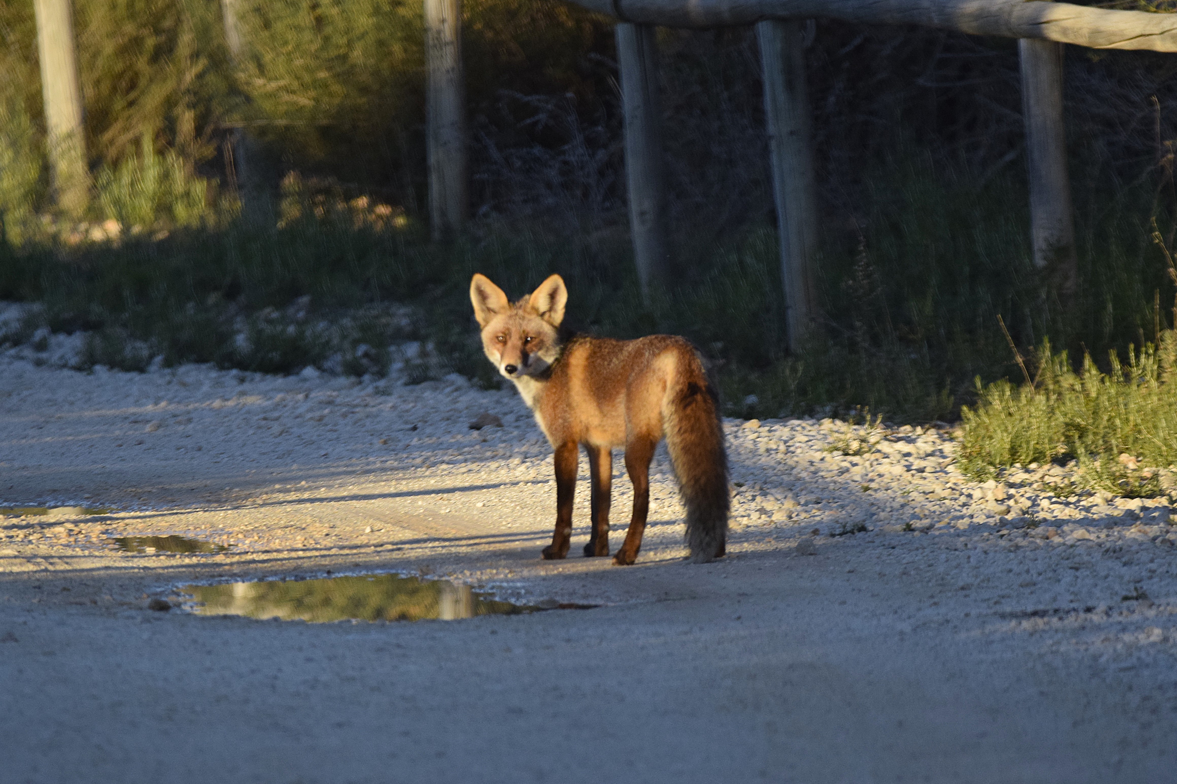 A Red Fox! I didn't expect to see one of them!