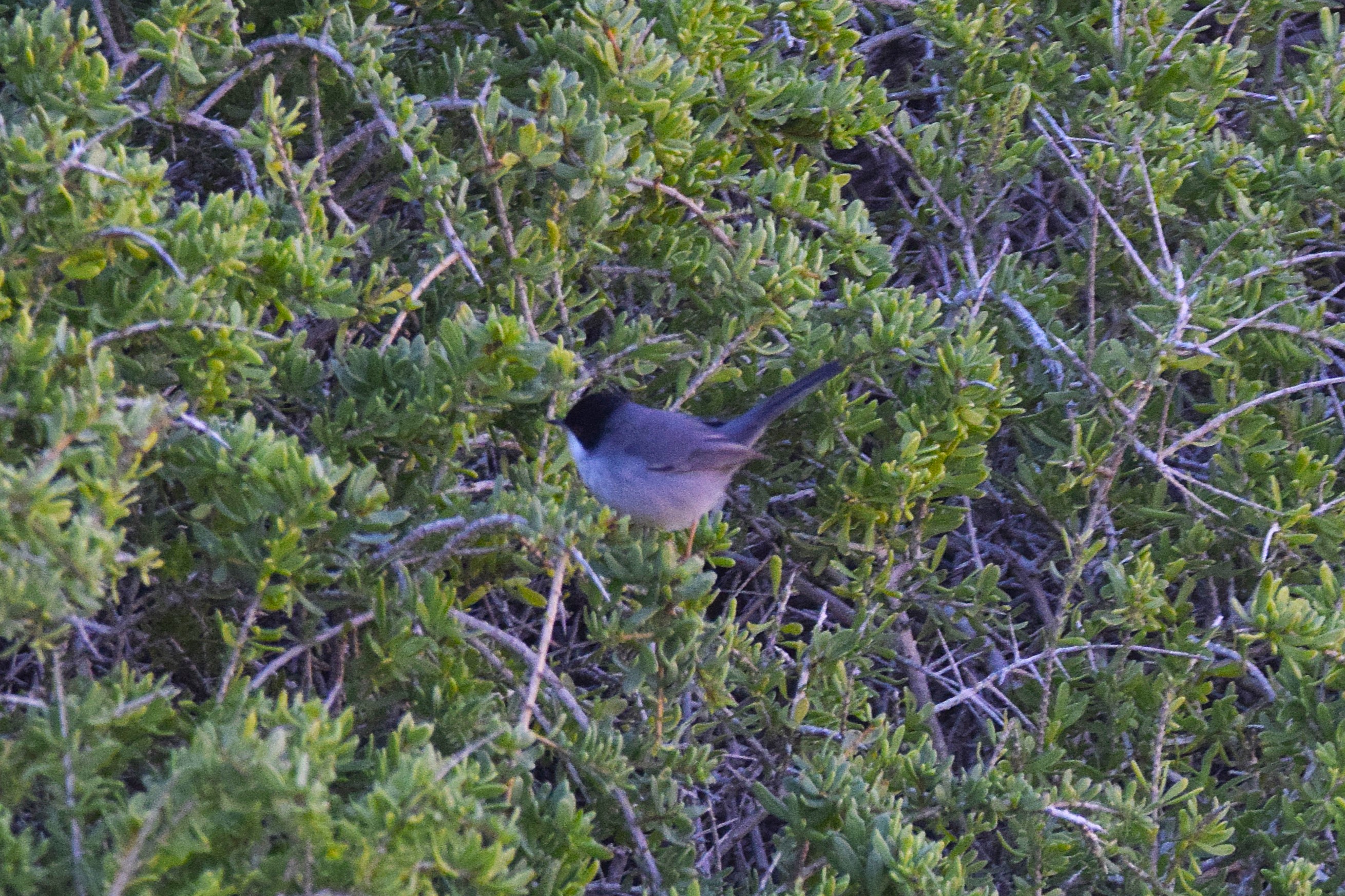 A Sardinian Warbler - they're annoyingly tricky to photograph!