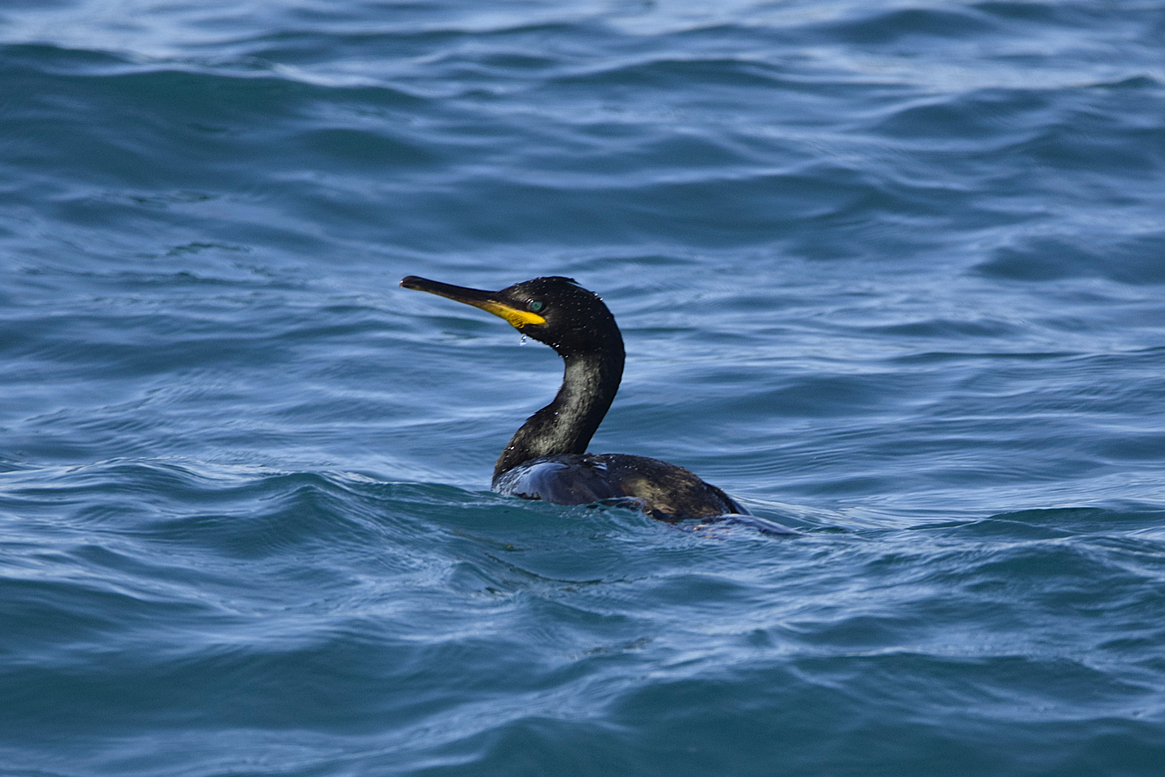 A Common Shag in the sea off Tabarca.