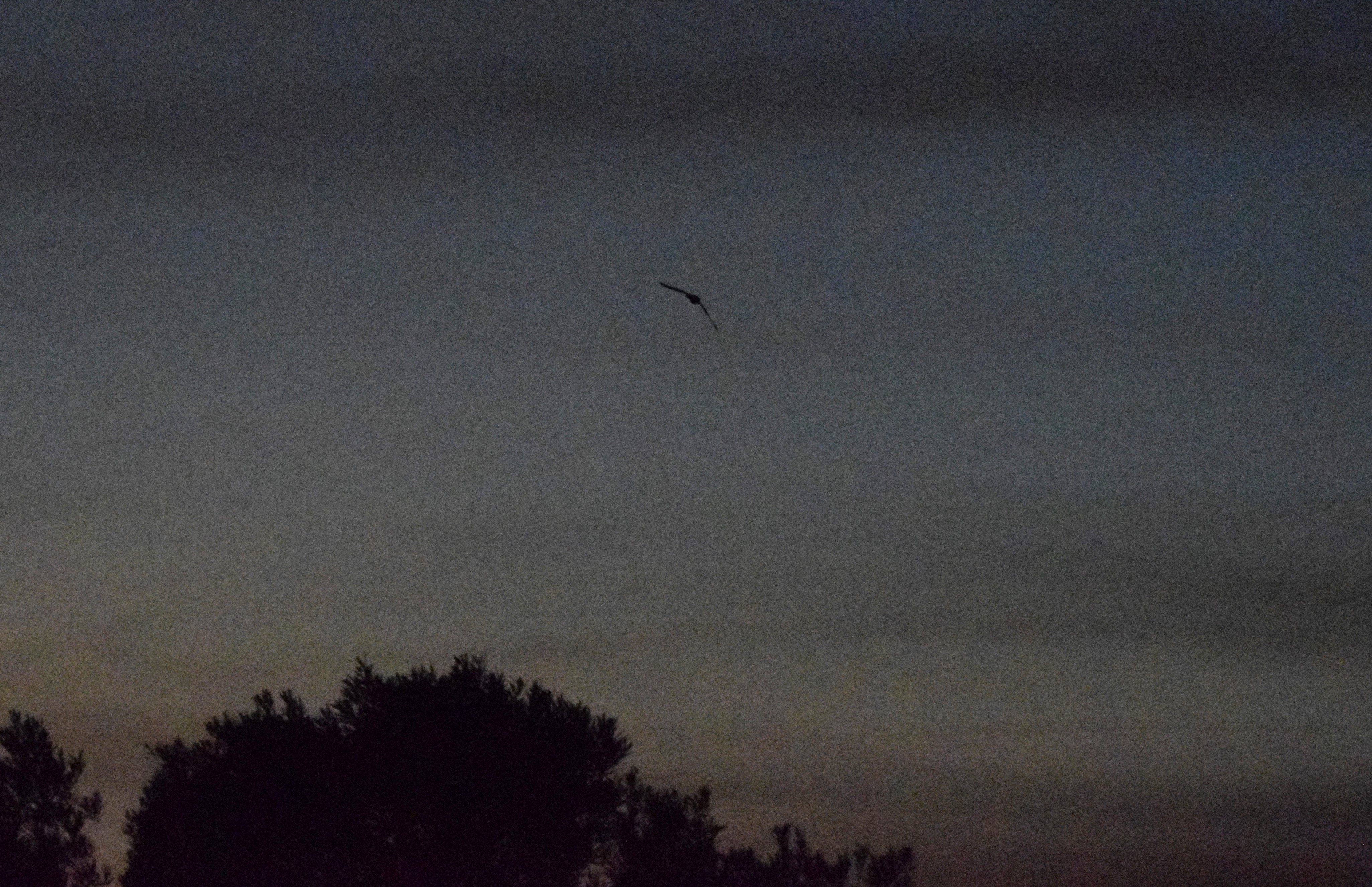 A bat of some kind, probably a Pipistrelle.