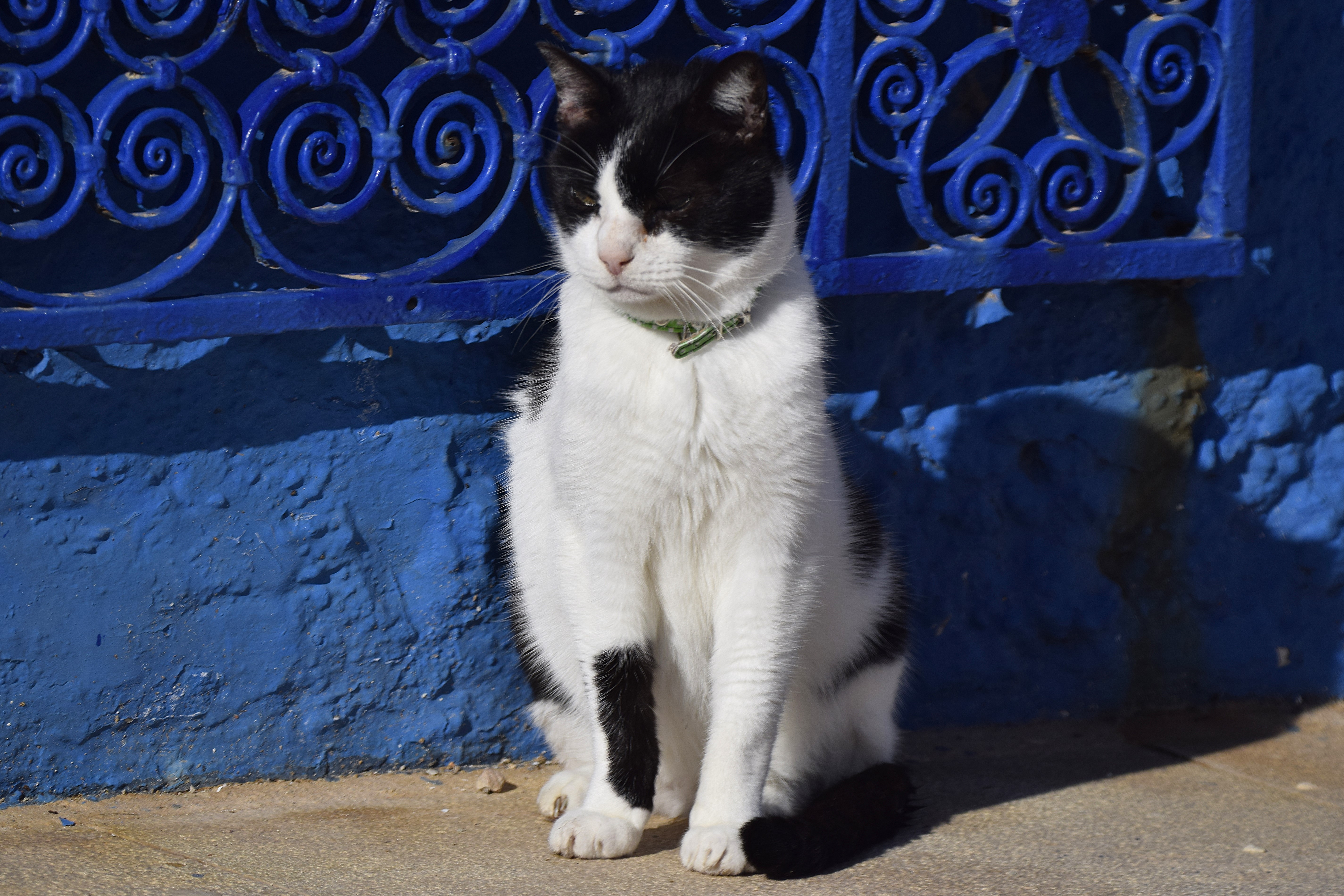 Tabarca was filled with cats like this one...