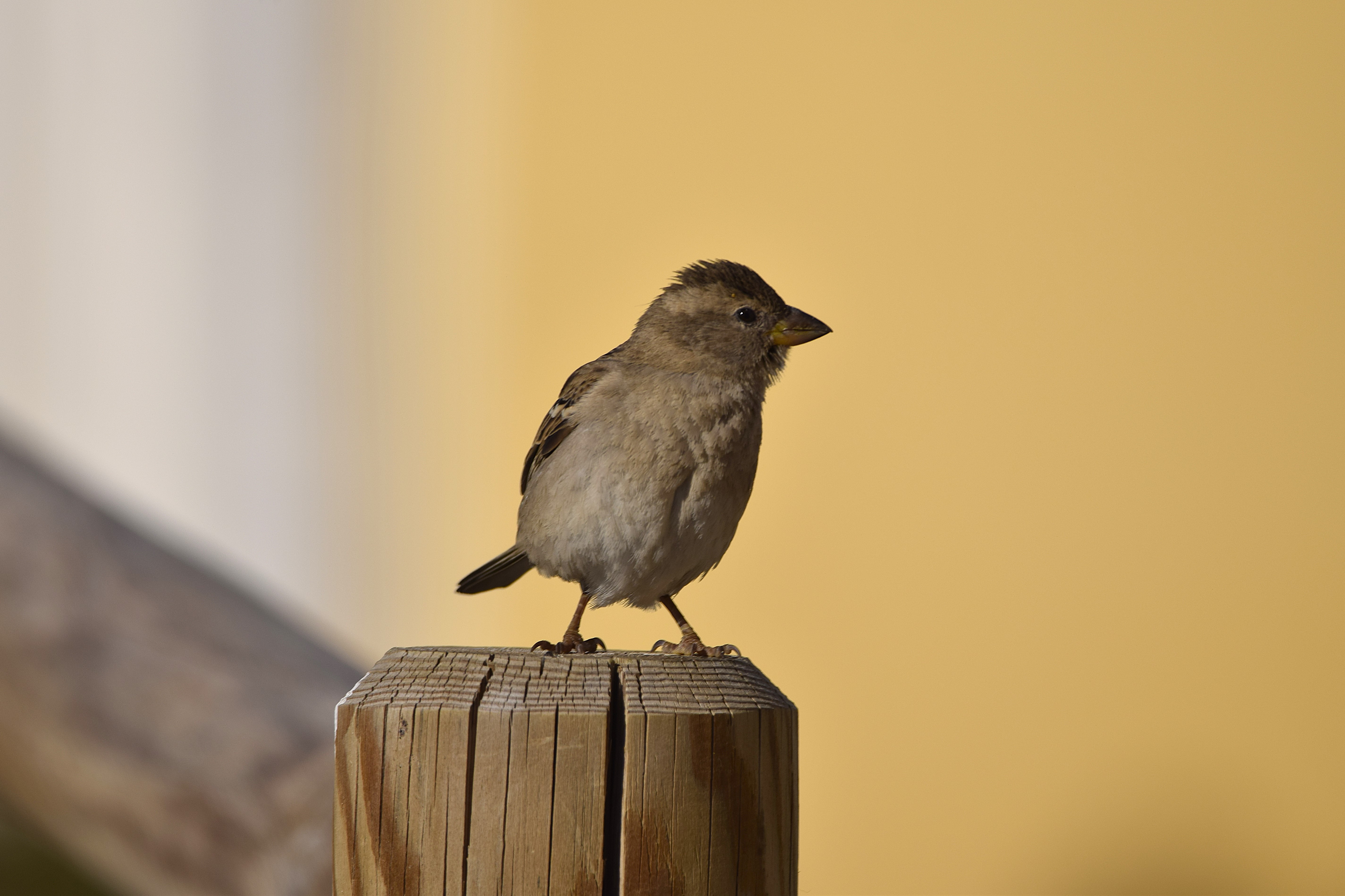 Tabarca is filled with half-domesticated sparrows, like this juvenile.