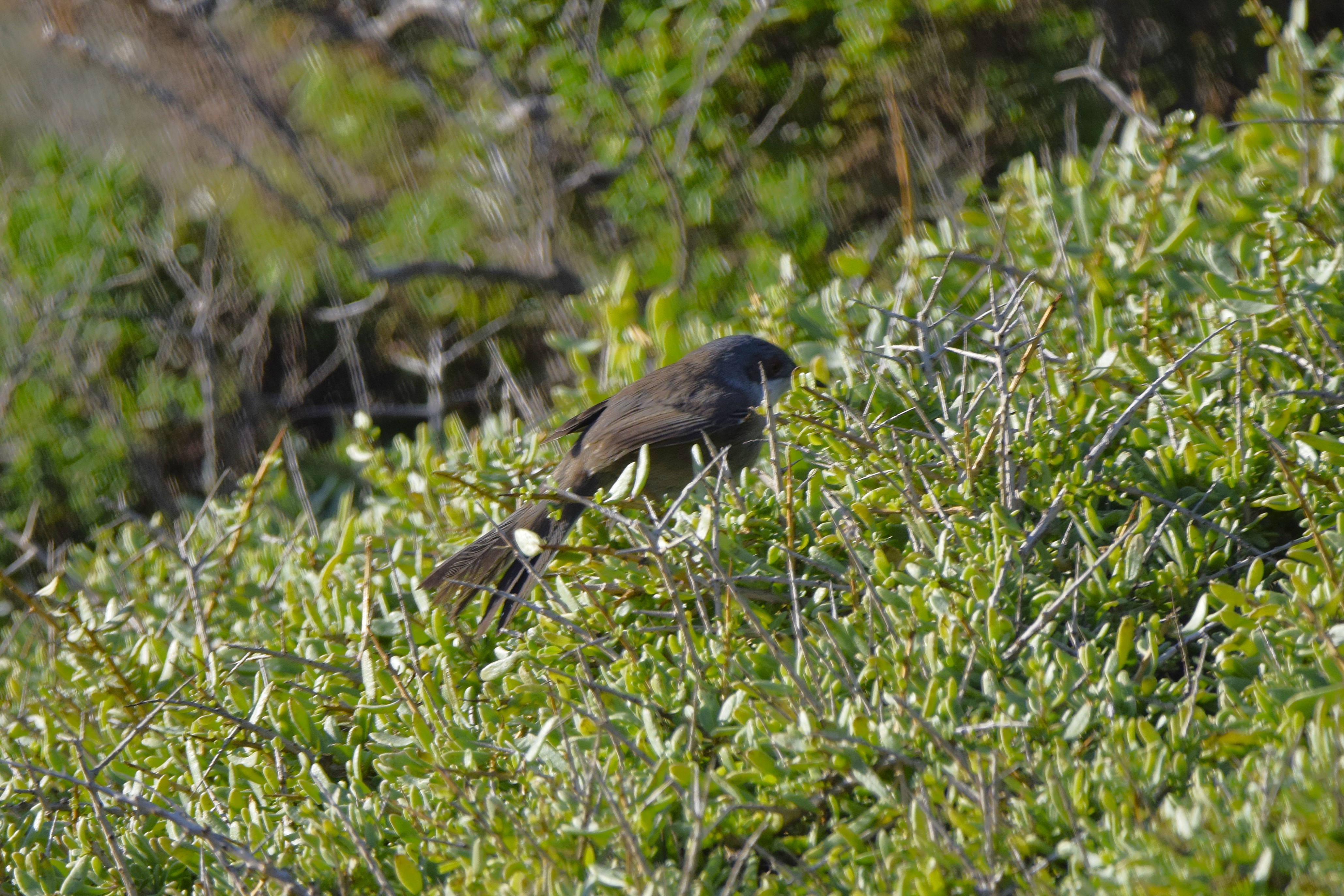 A Sardinian warbler hiding amongst some leaves.