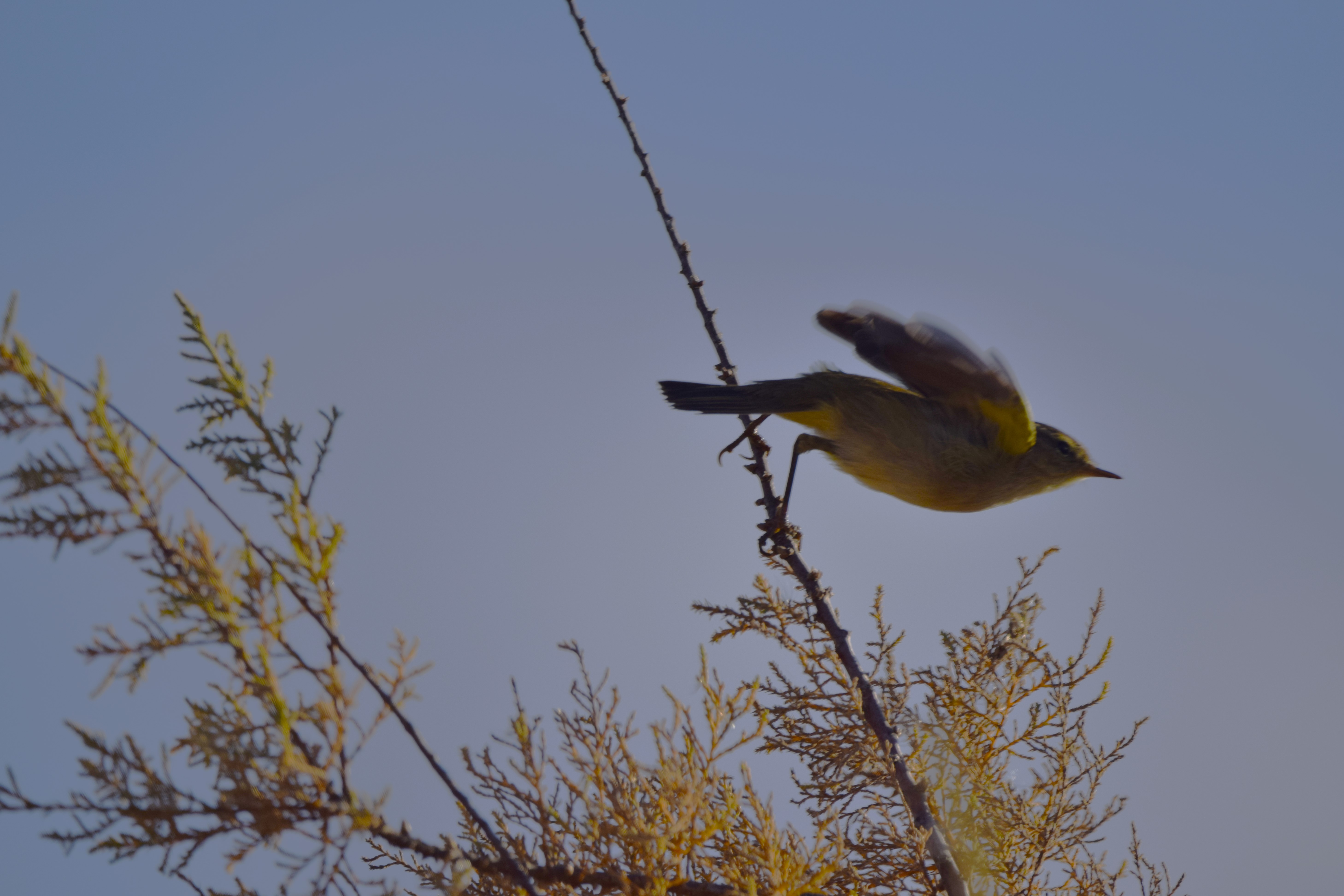 An Iberian Chiffchaff taking off from a branch.