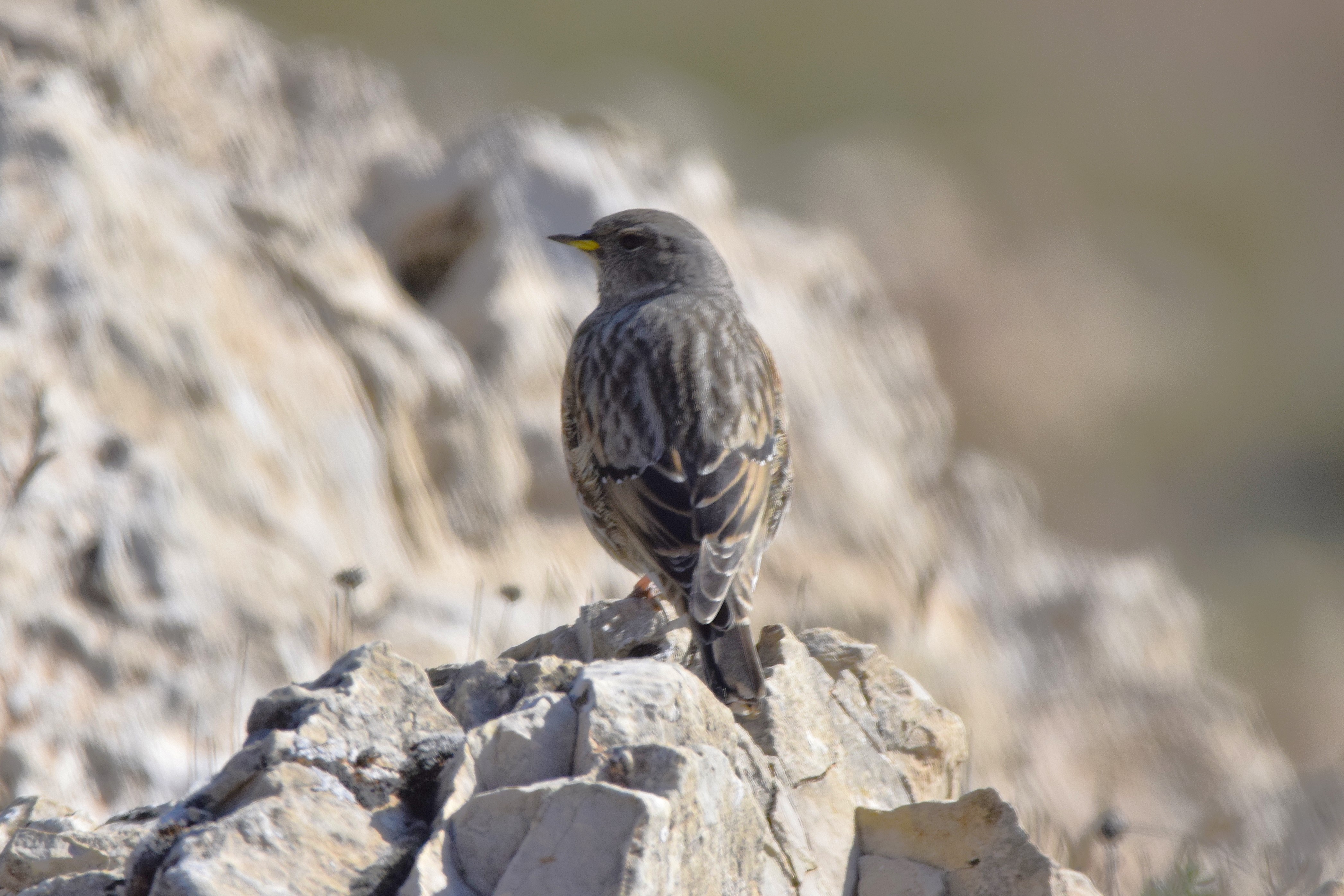 An Alpine Accentor. There were lots of these on the cliffs of the mountains.