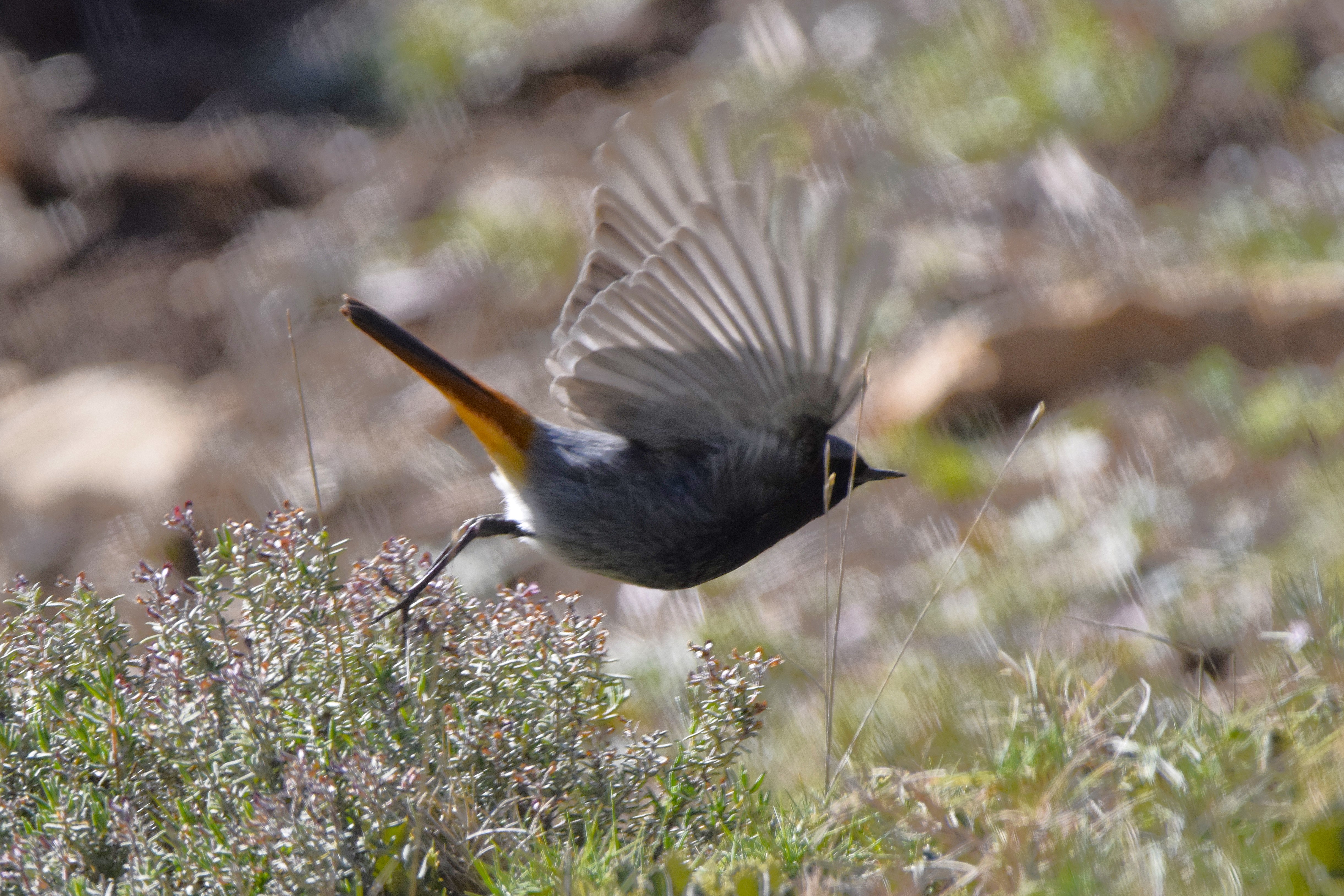 The same Black Redstart in flight.