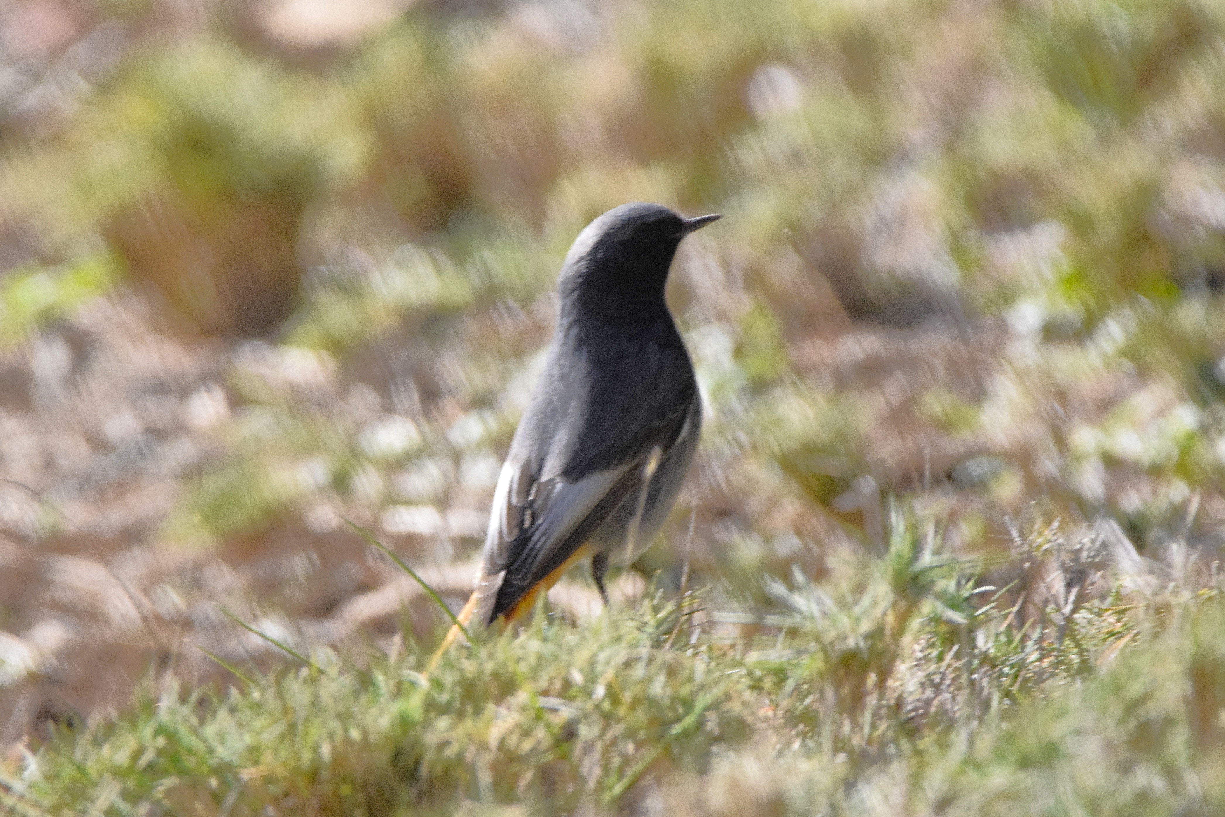 A Black Redstart near the ranch.