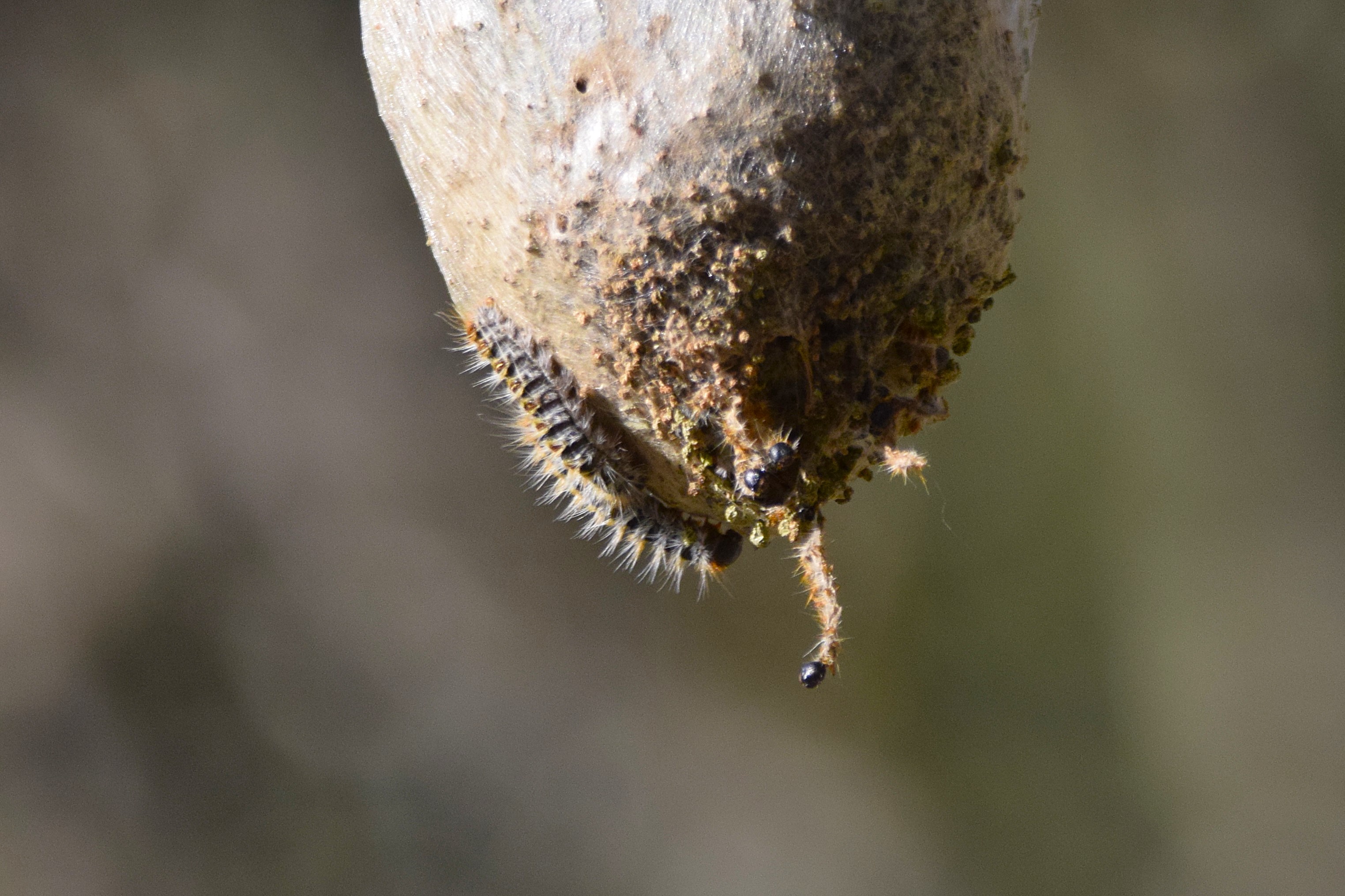 A Pine Processionary Moth caterpillar on its nest.