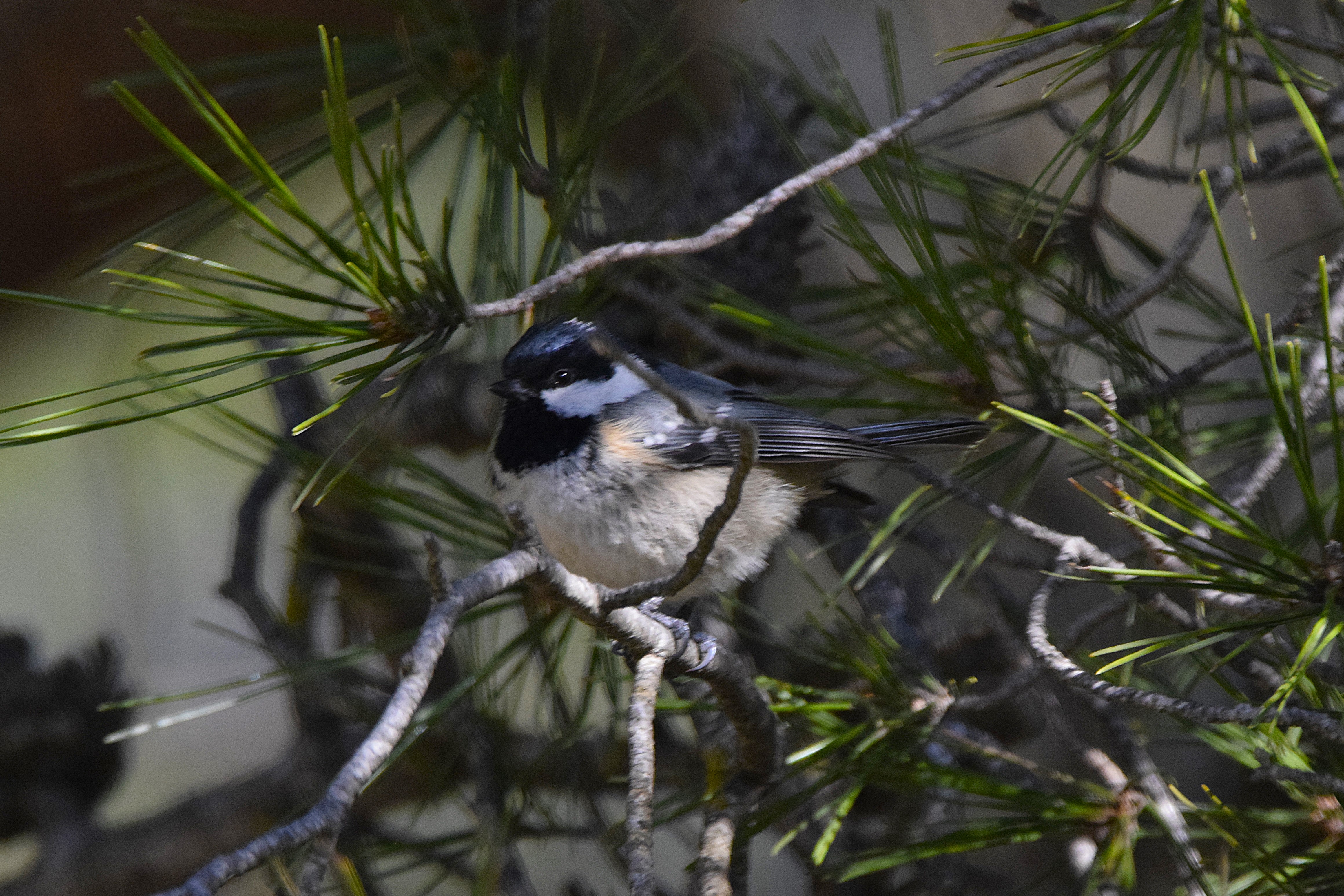 A Coal Tit amongst the branches of a pine.