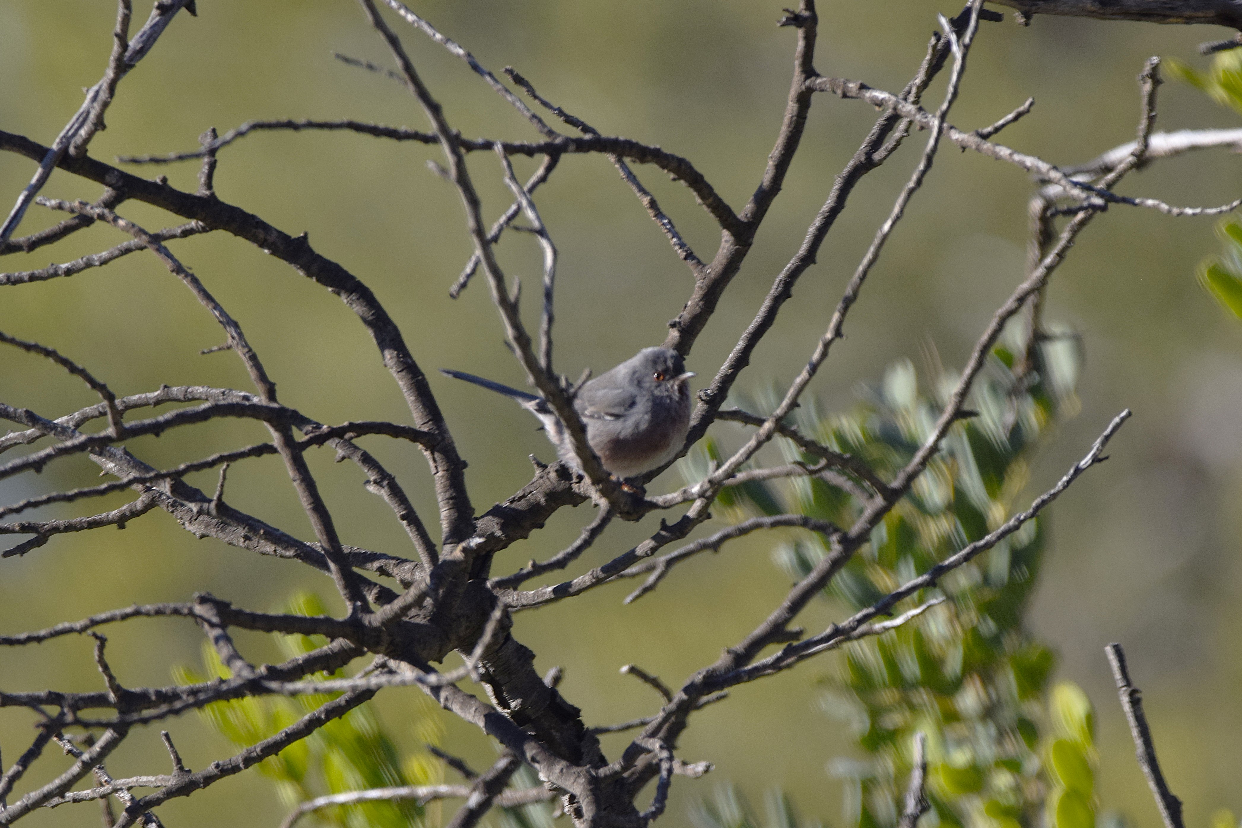 A Dartford warbler - they were particularly difficult to photograph.