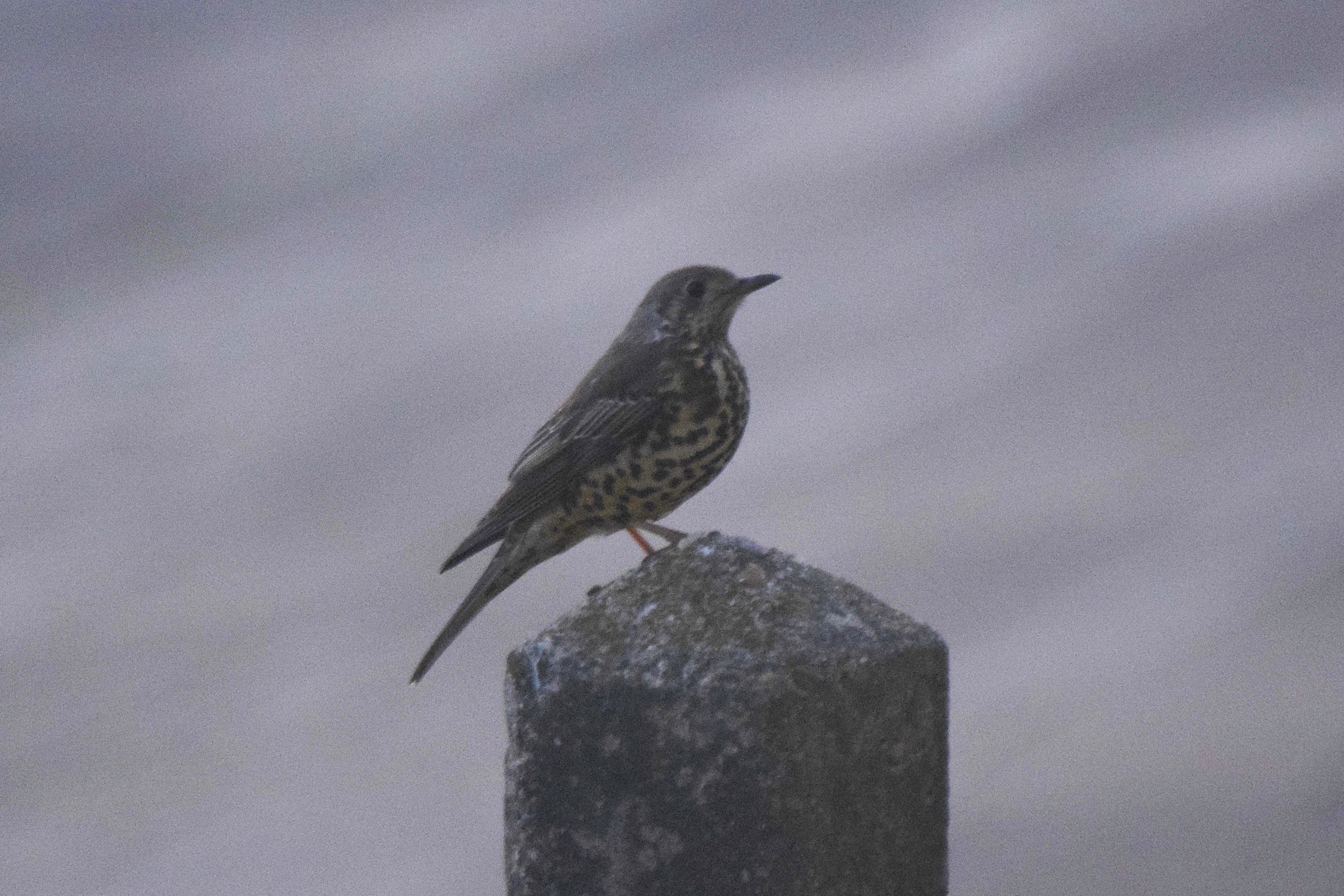 A Mistle Thrush, I think.